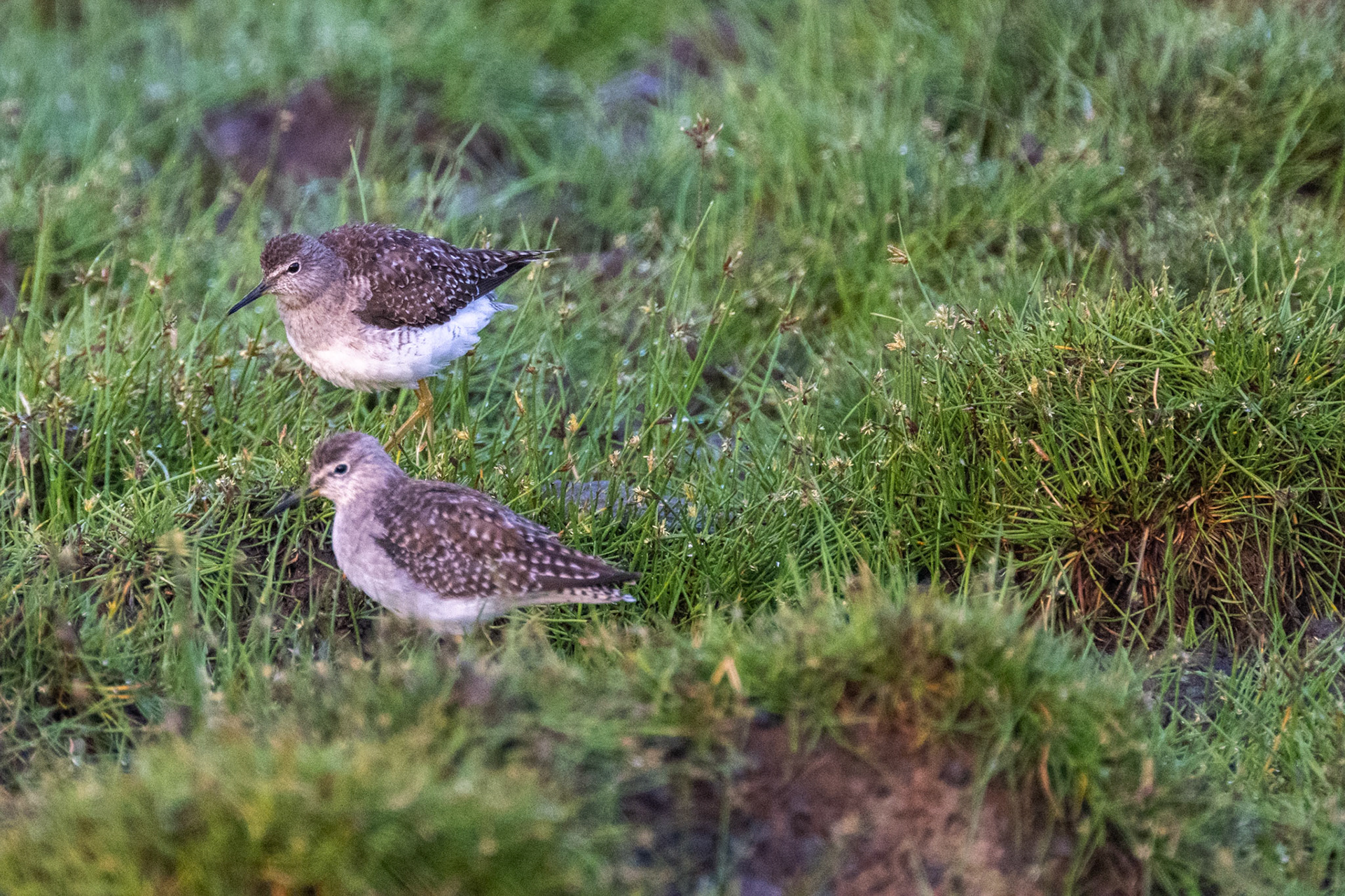 Spotted Redshank