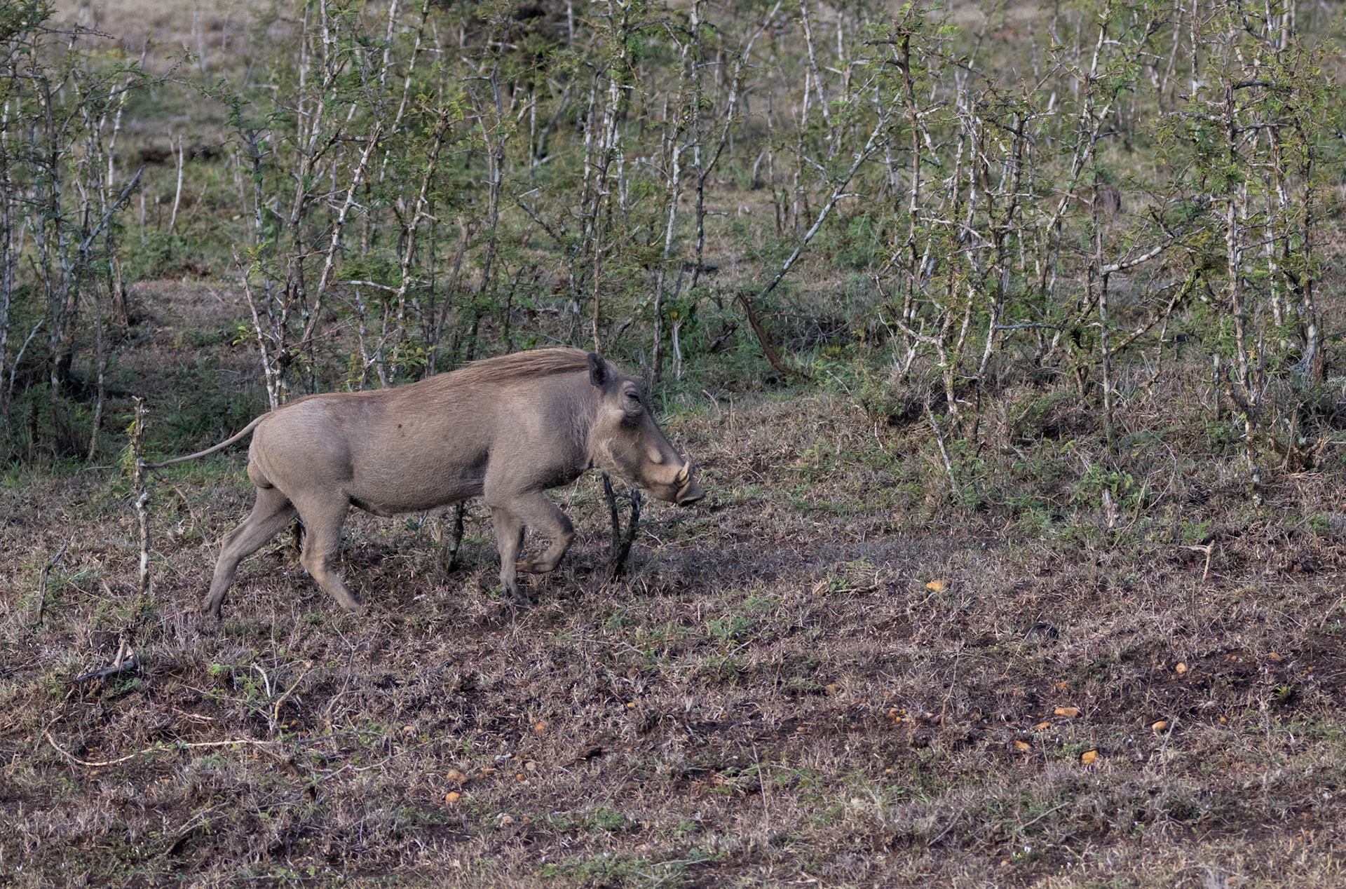 Warthog