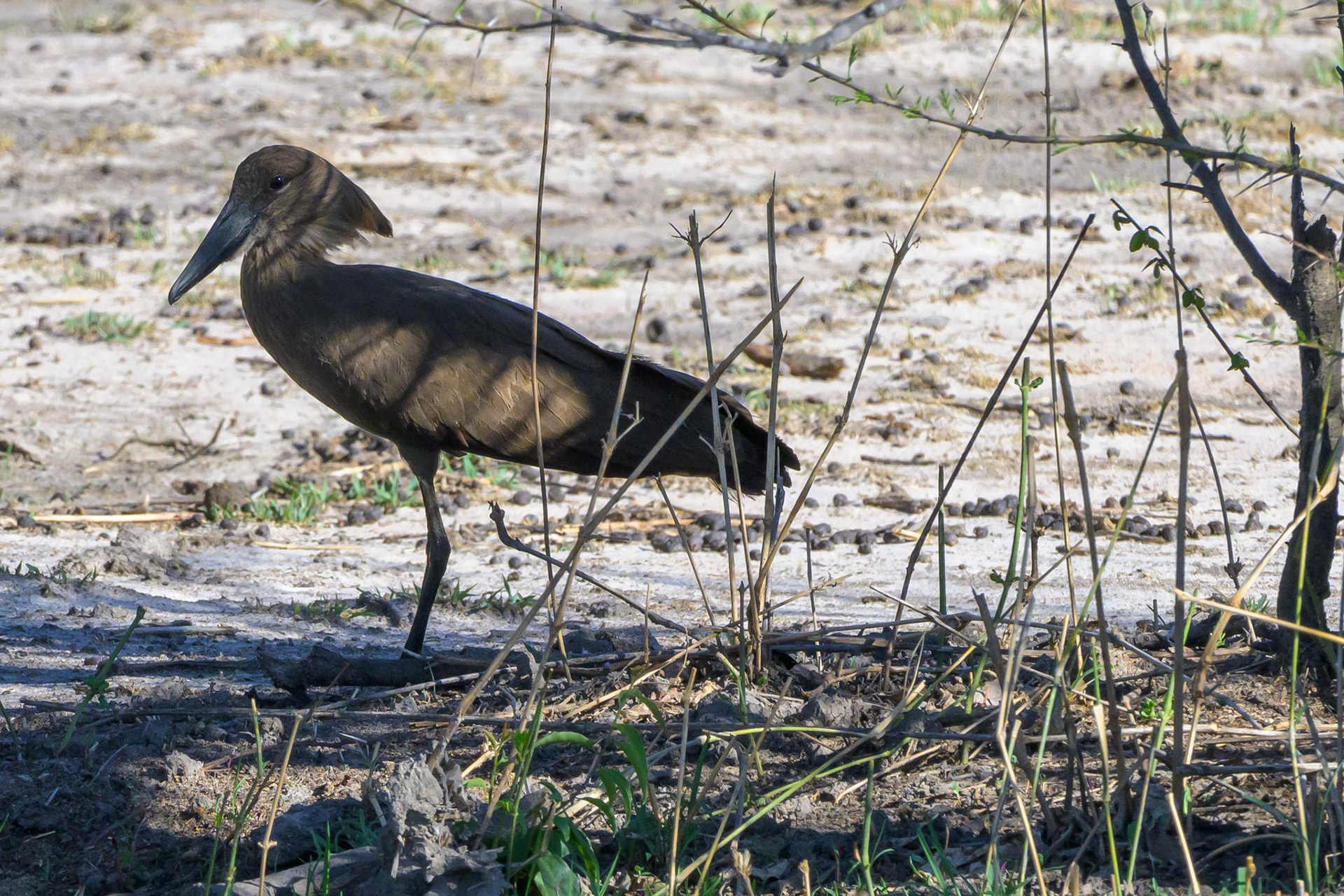 Hammerkop