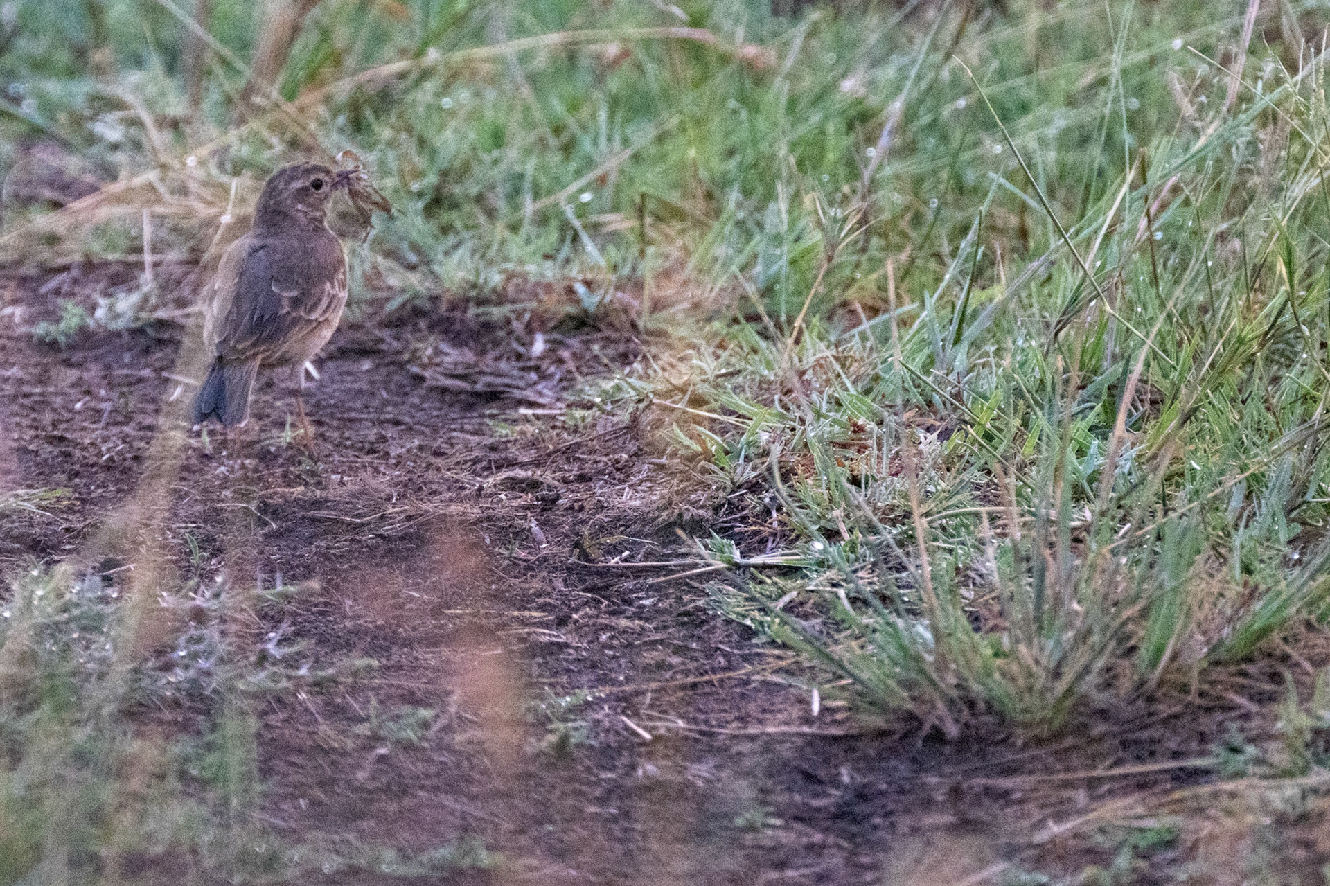Rosy-Breasted Longclaw