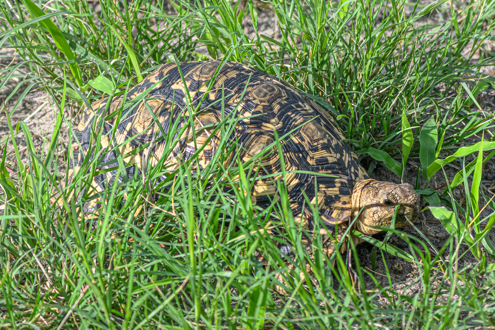 Leopard Tortoise