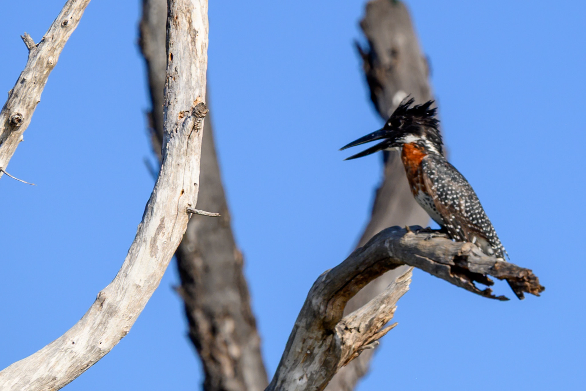 Giant Kingfisher