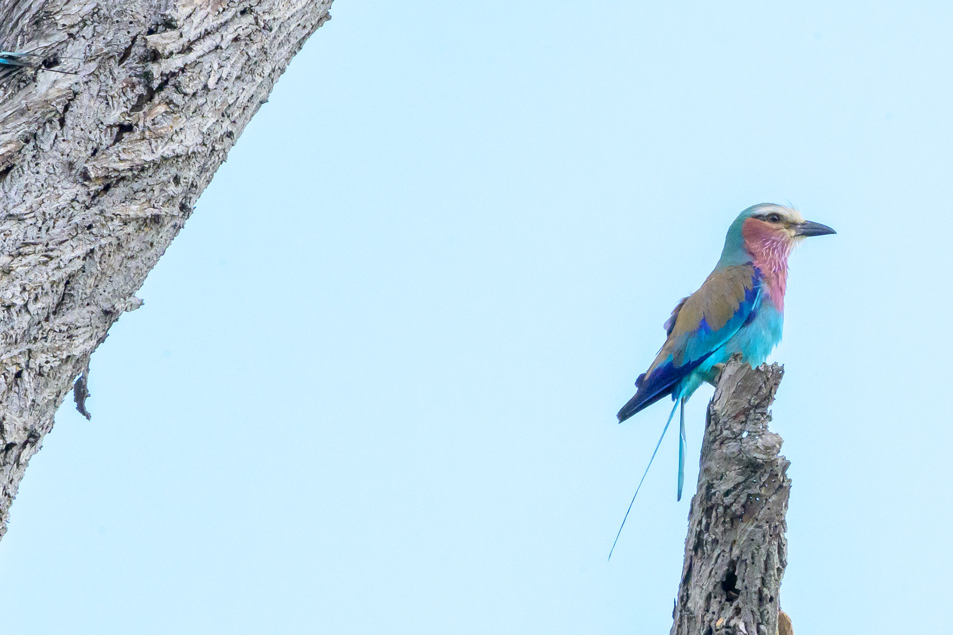 Lilac-breated Roller