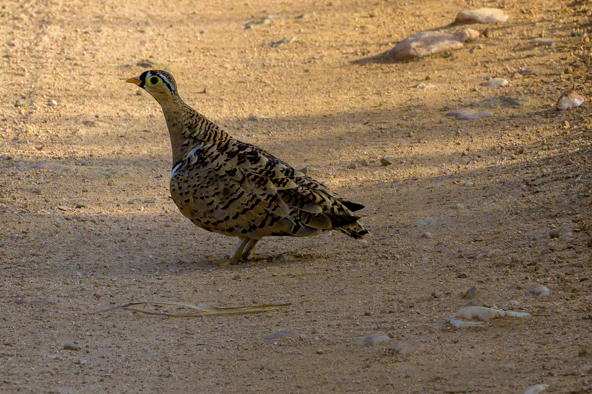 Black-faced Sandgrouse