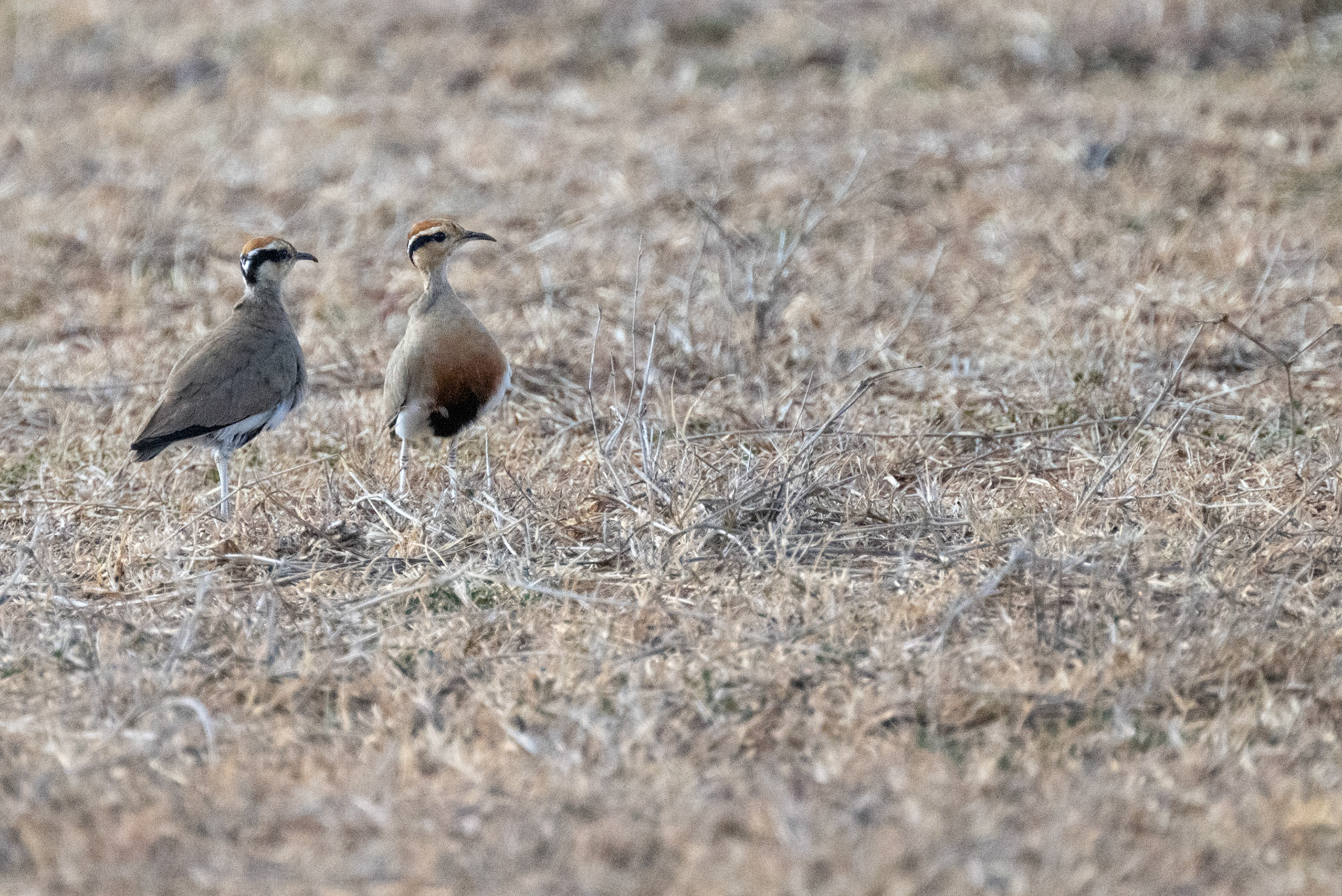 Temminck's Courser