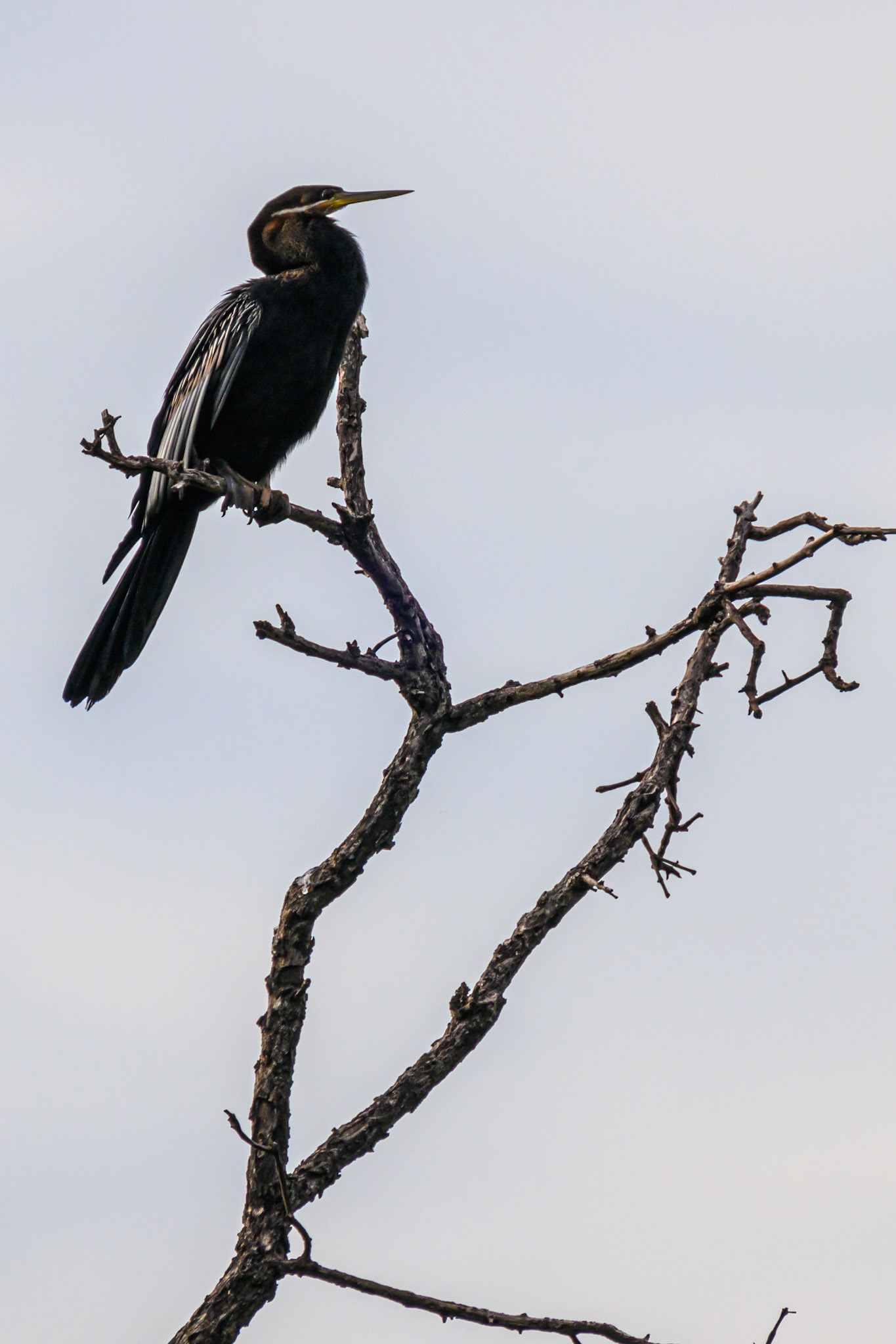 African Darter