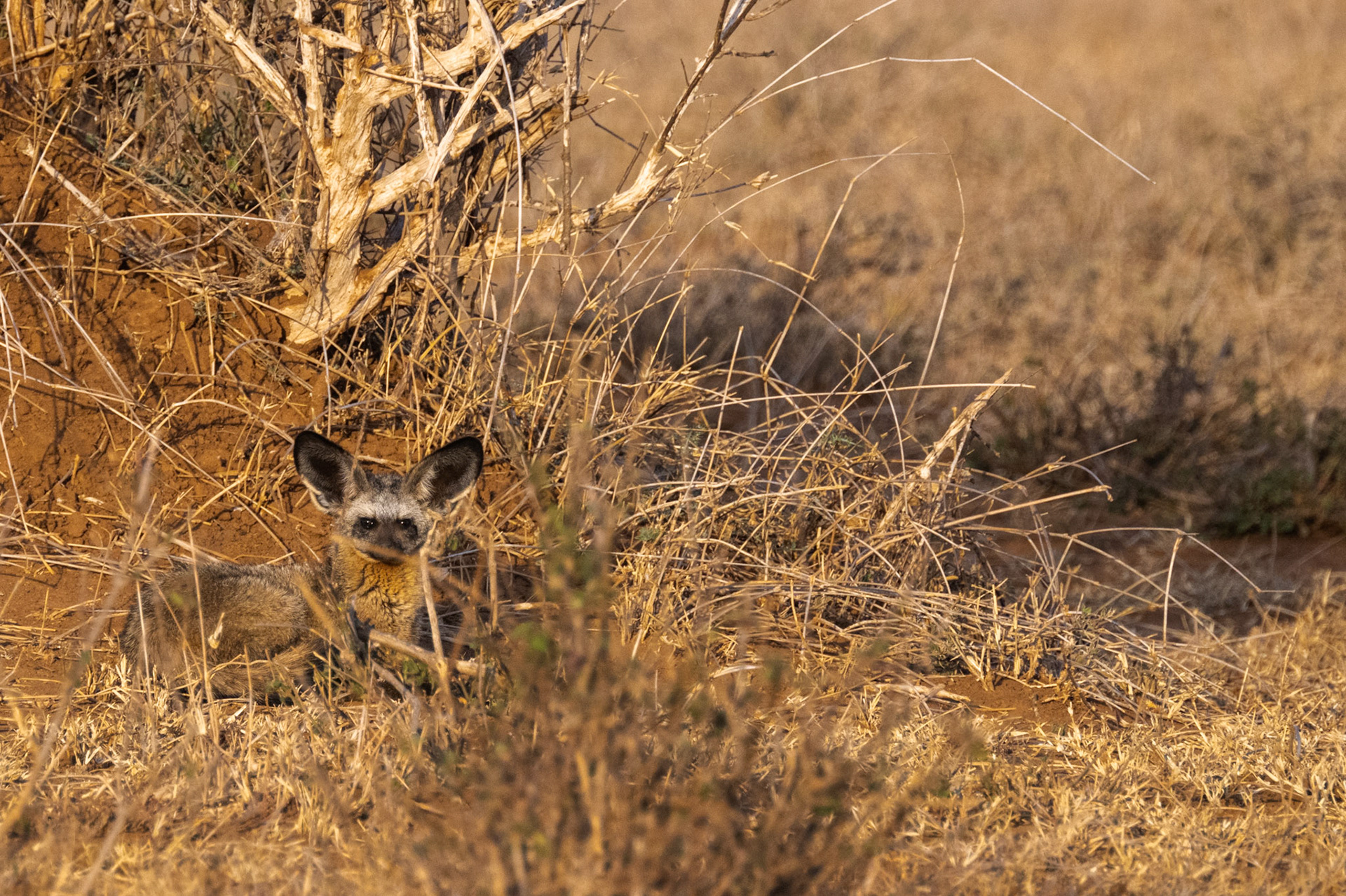 Bat-eared Fox