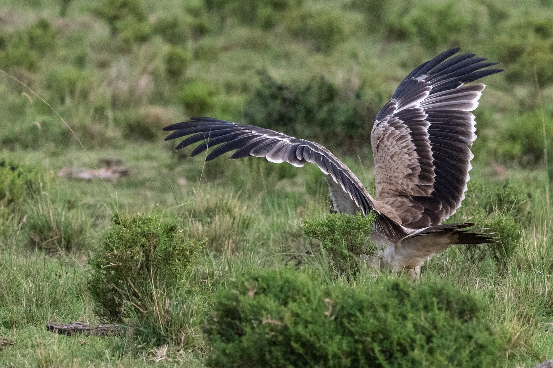 Tawny Eagle