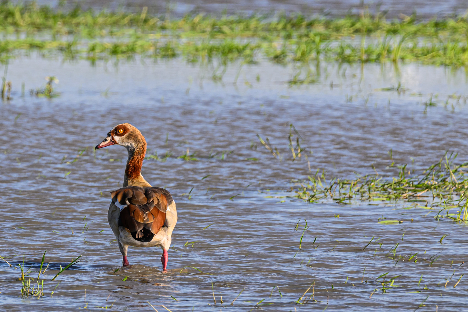 Egyptian Goose