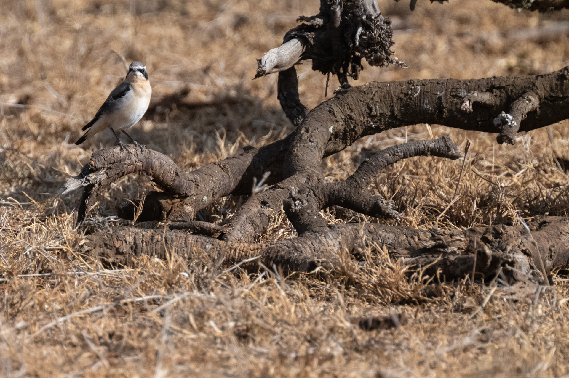 Northern Wheatear