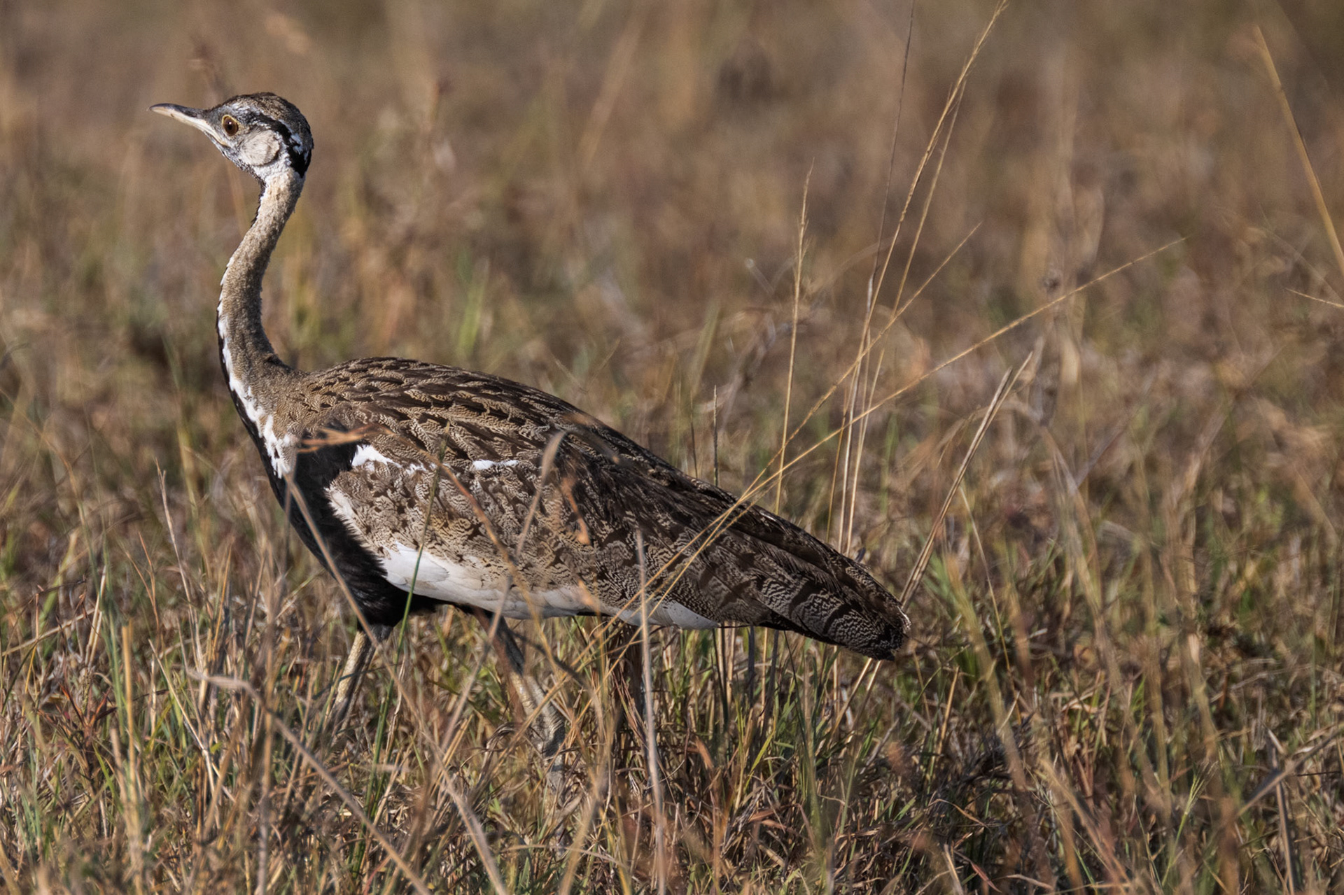 Black-bellied Bustard