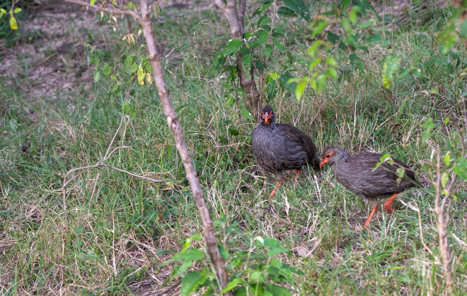 Red-necked Spurfowl