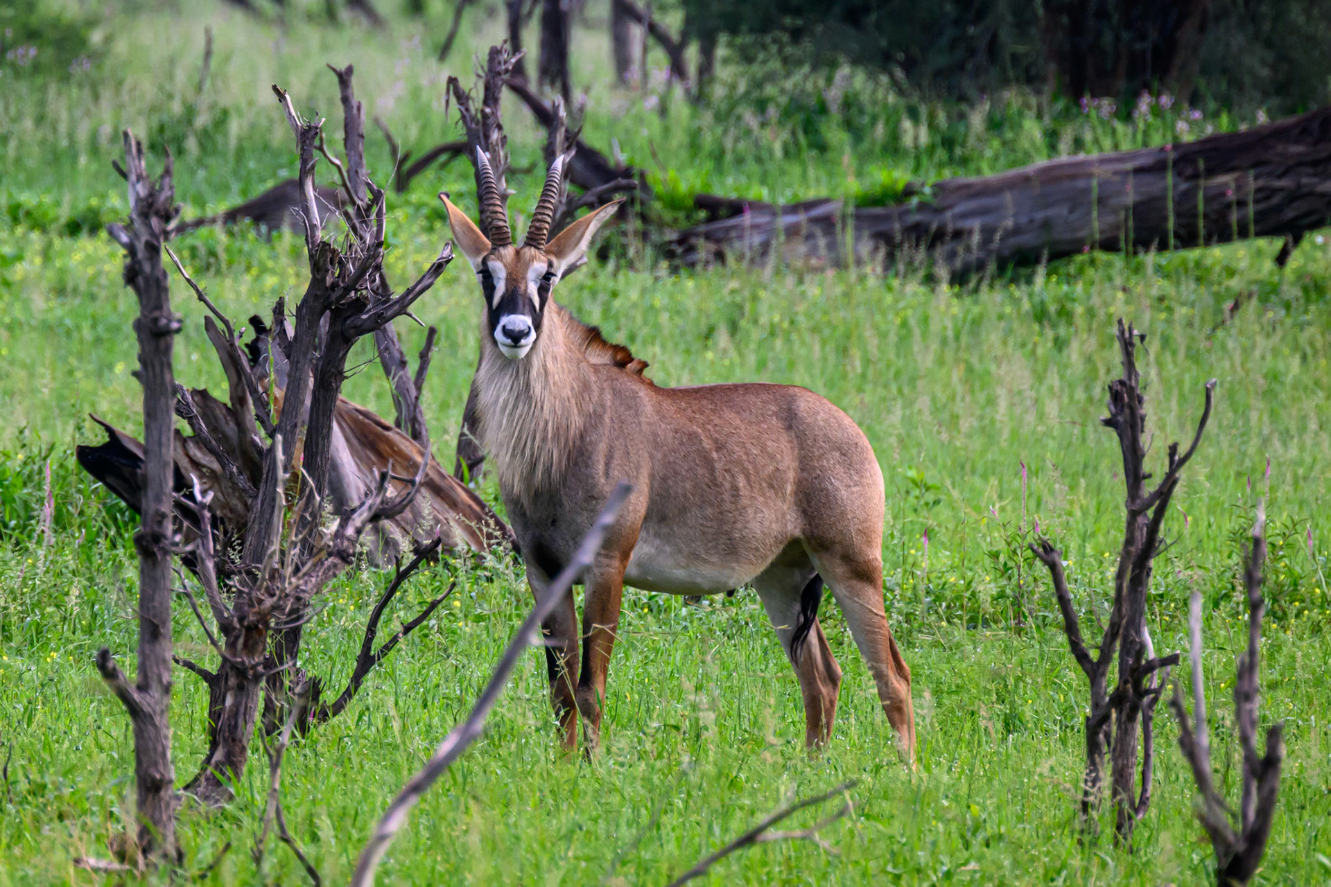 Roan Antelope