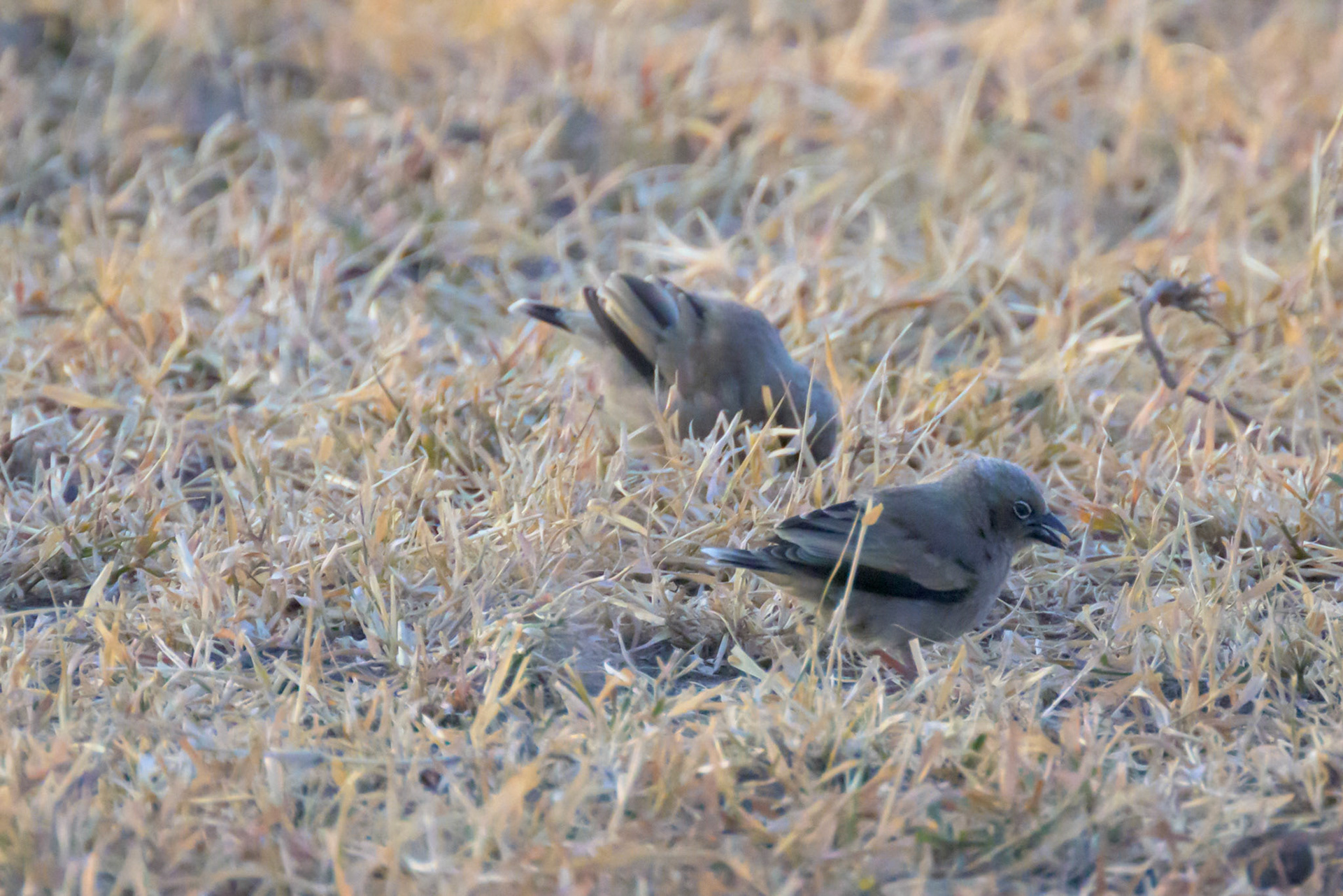 White-eyed Slaty Flycatcher