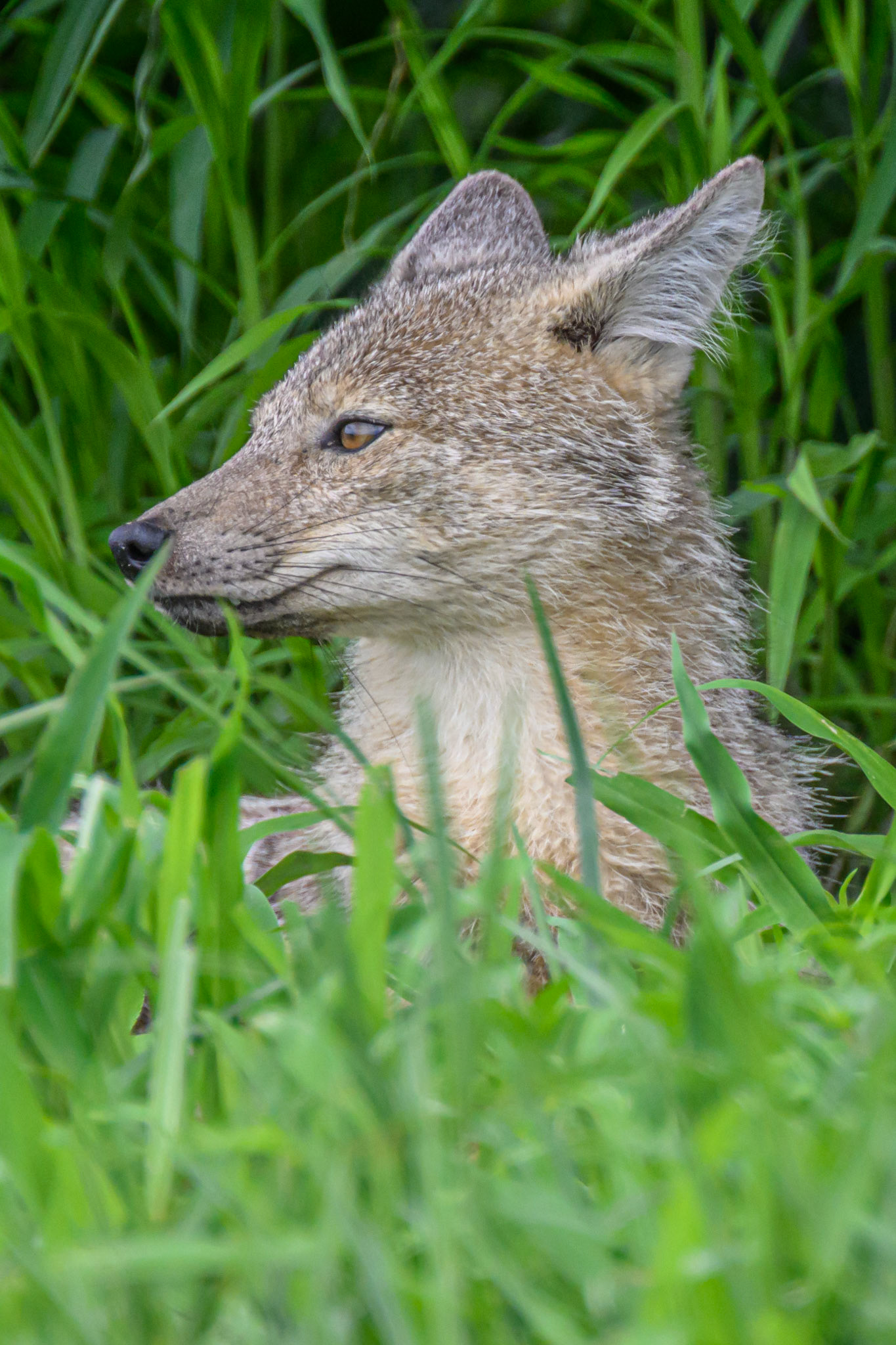 Side-striped Jackal