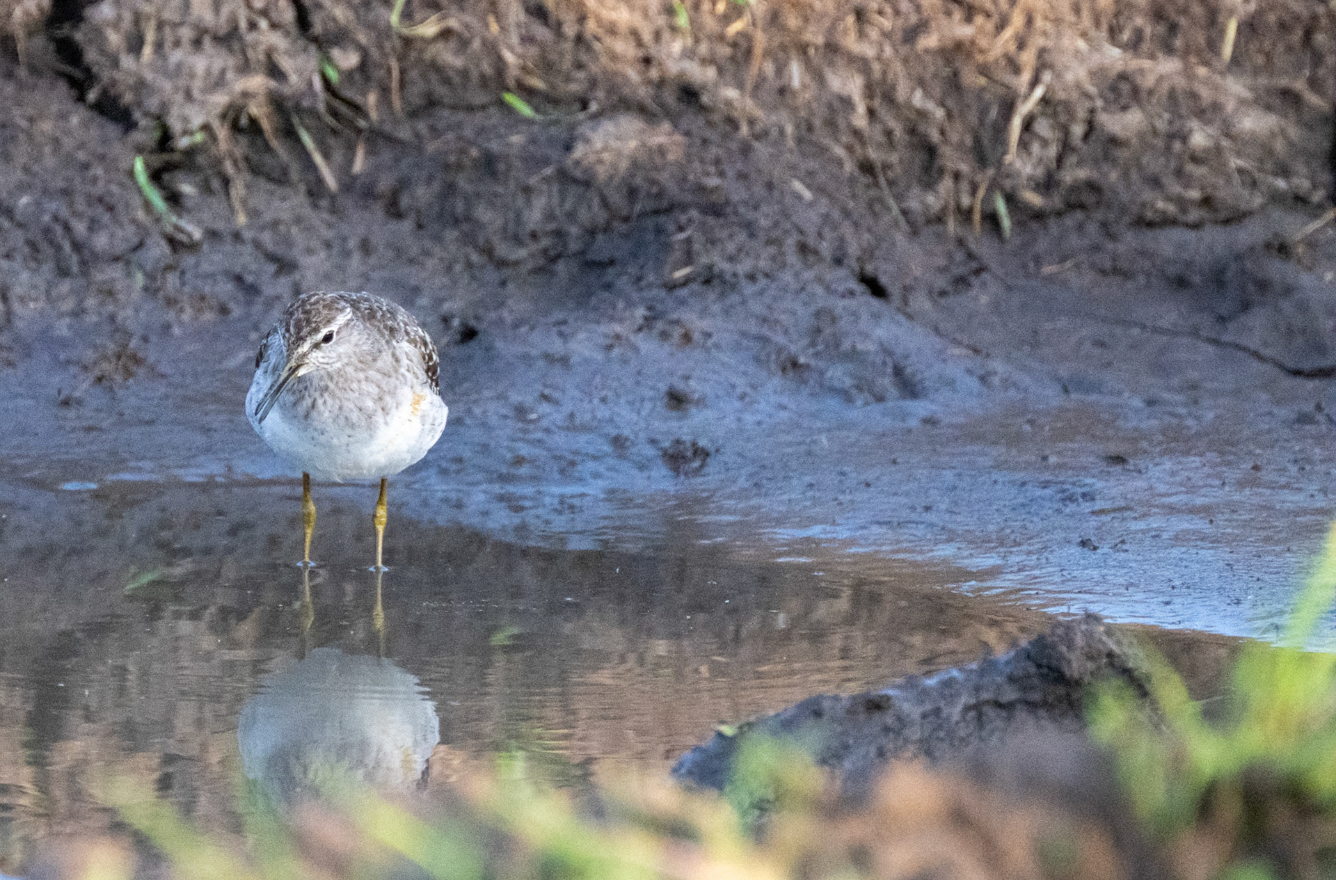 Marsh Sandpiper