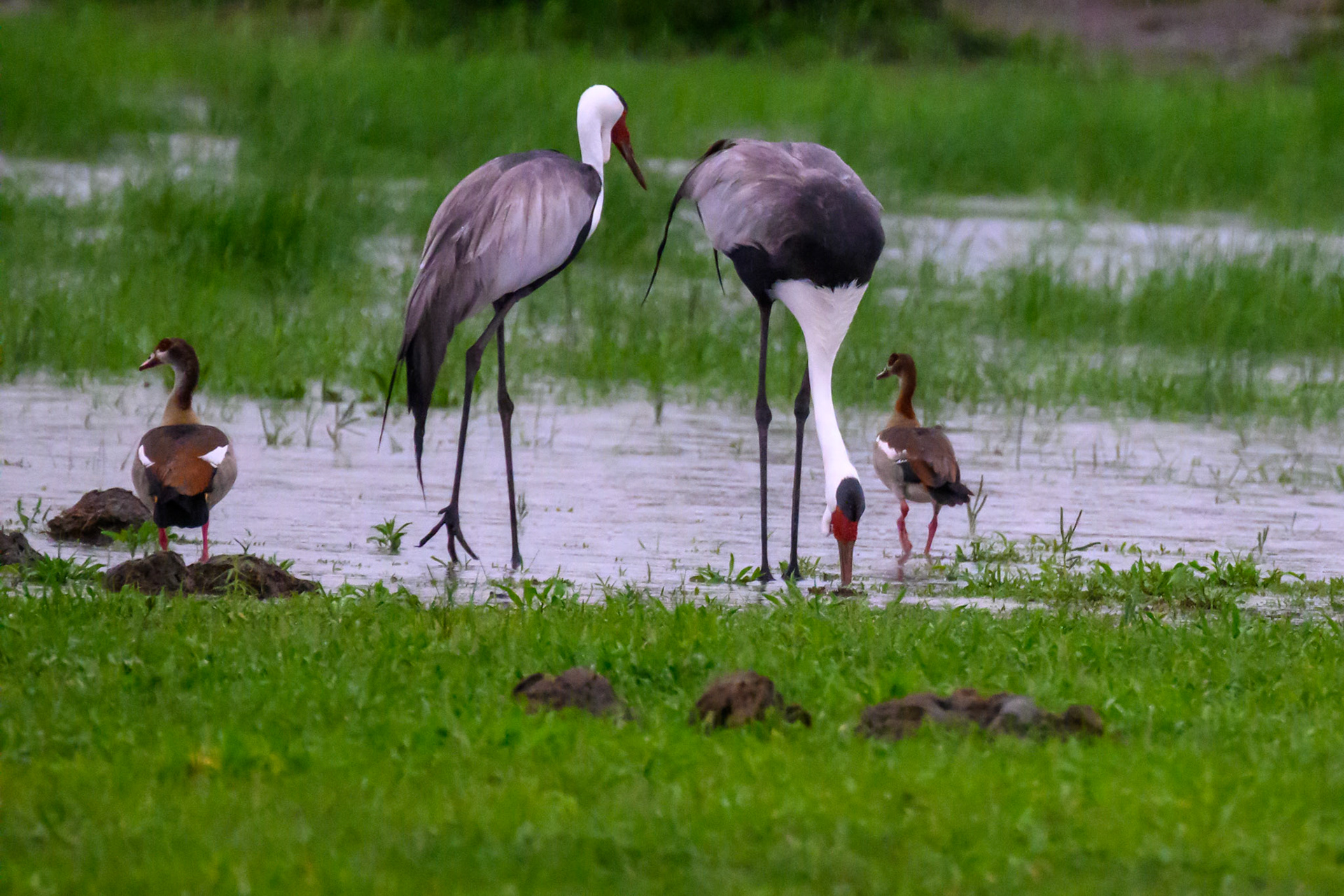 Wattled Cranes