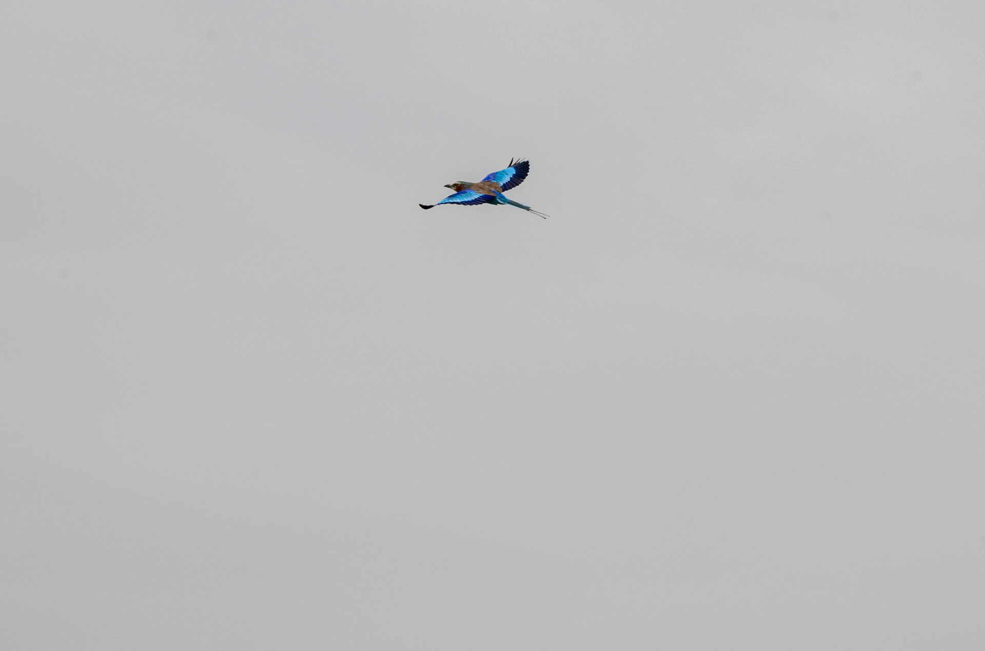 Lilac-breated Roller