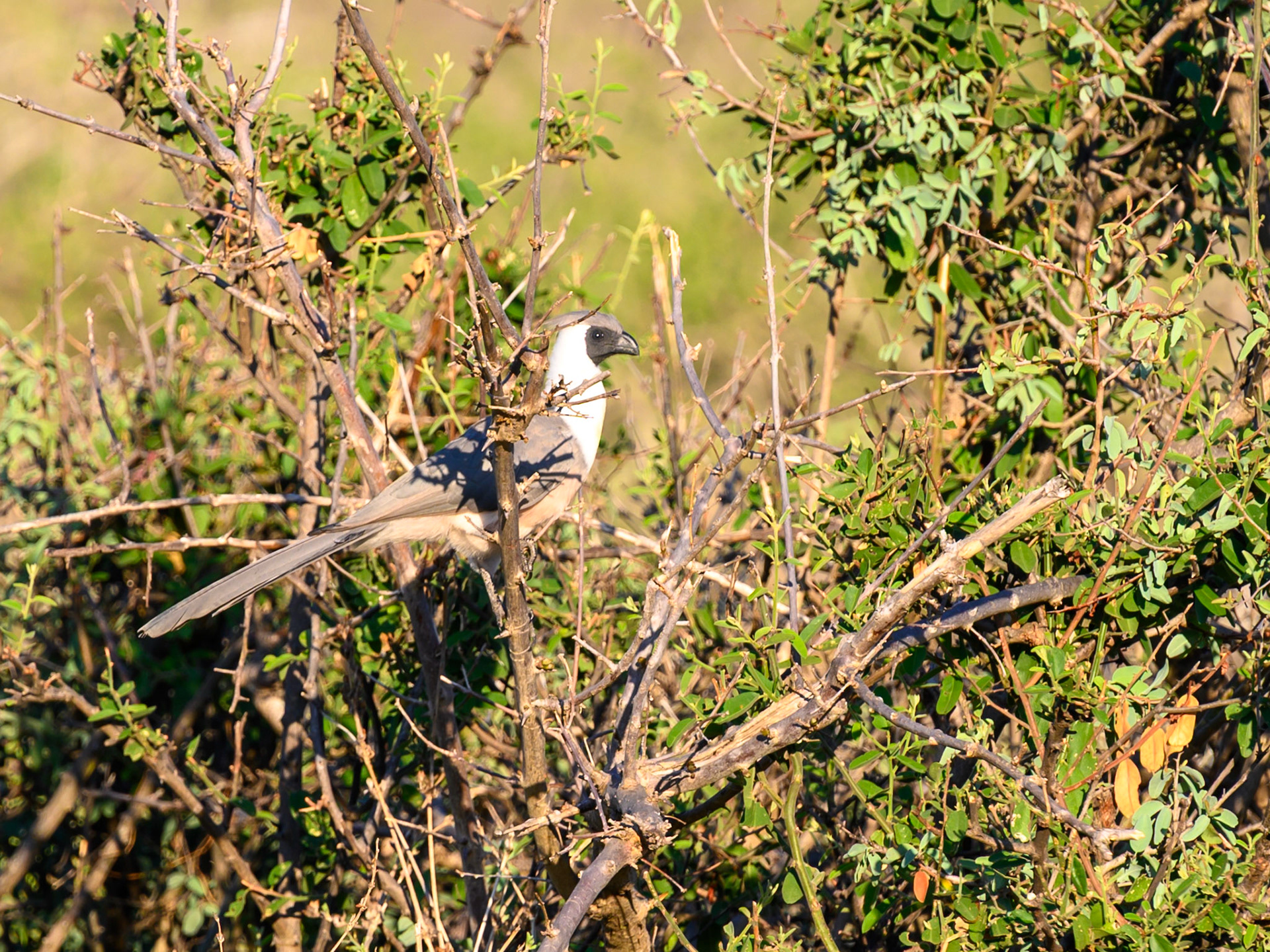 Bare-faced Go-away-bird