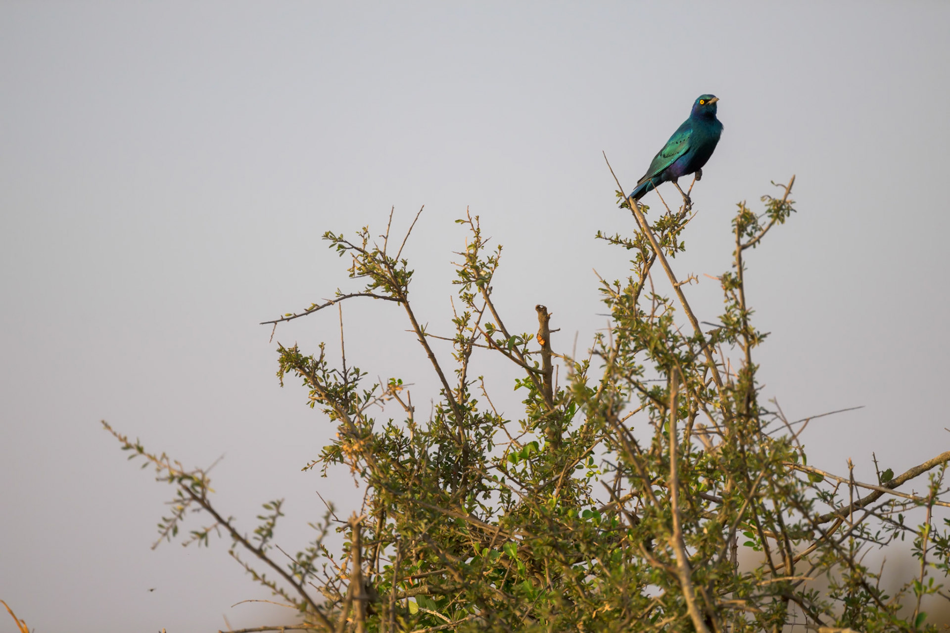 Greater Blue-eared Starling