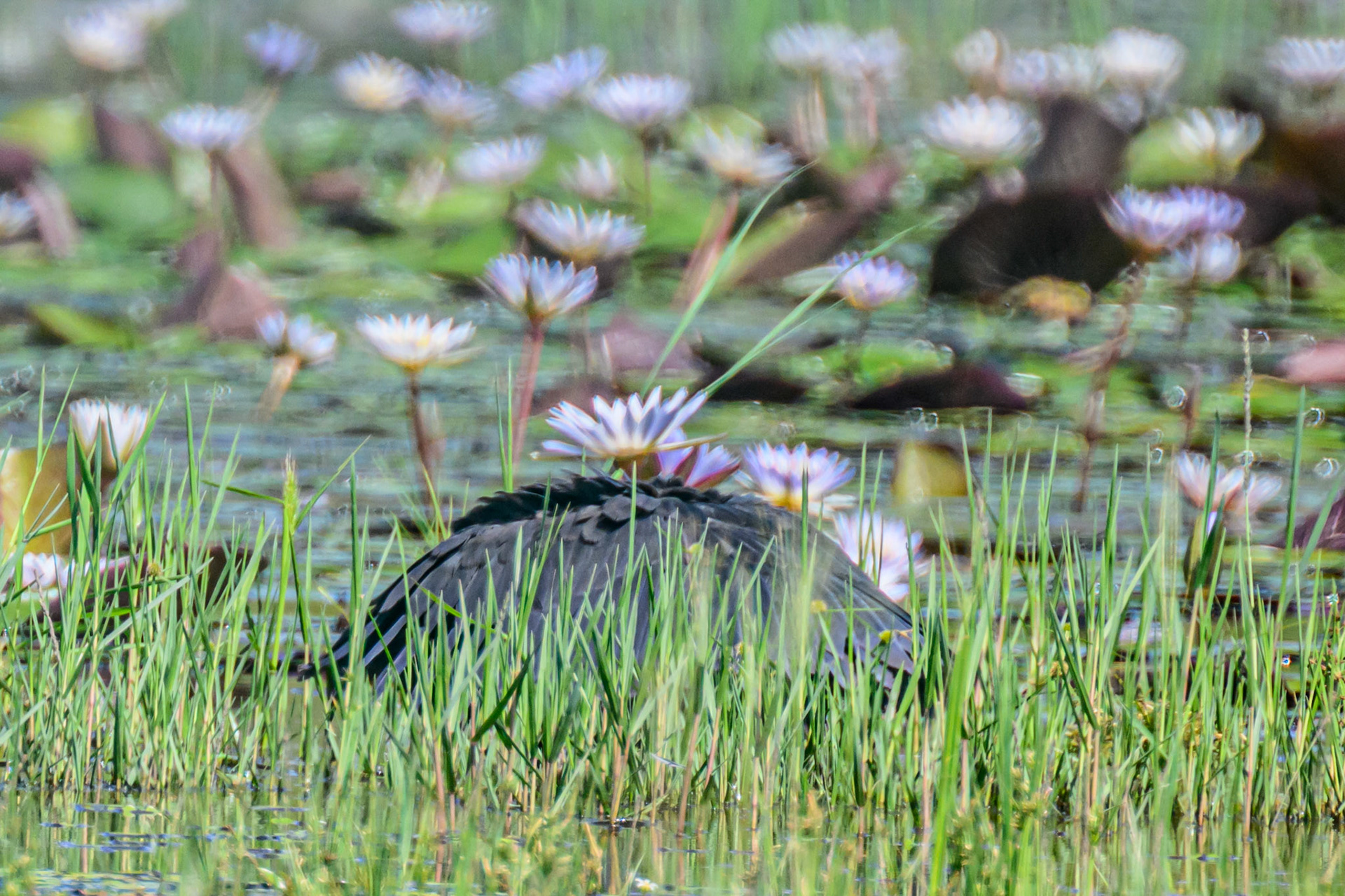 Black Heron (fishing)