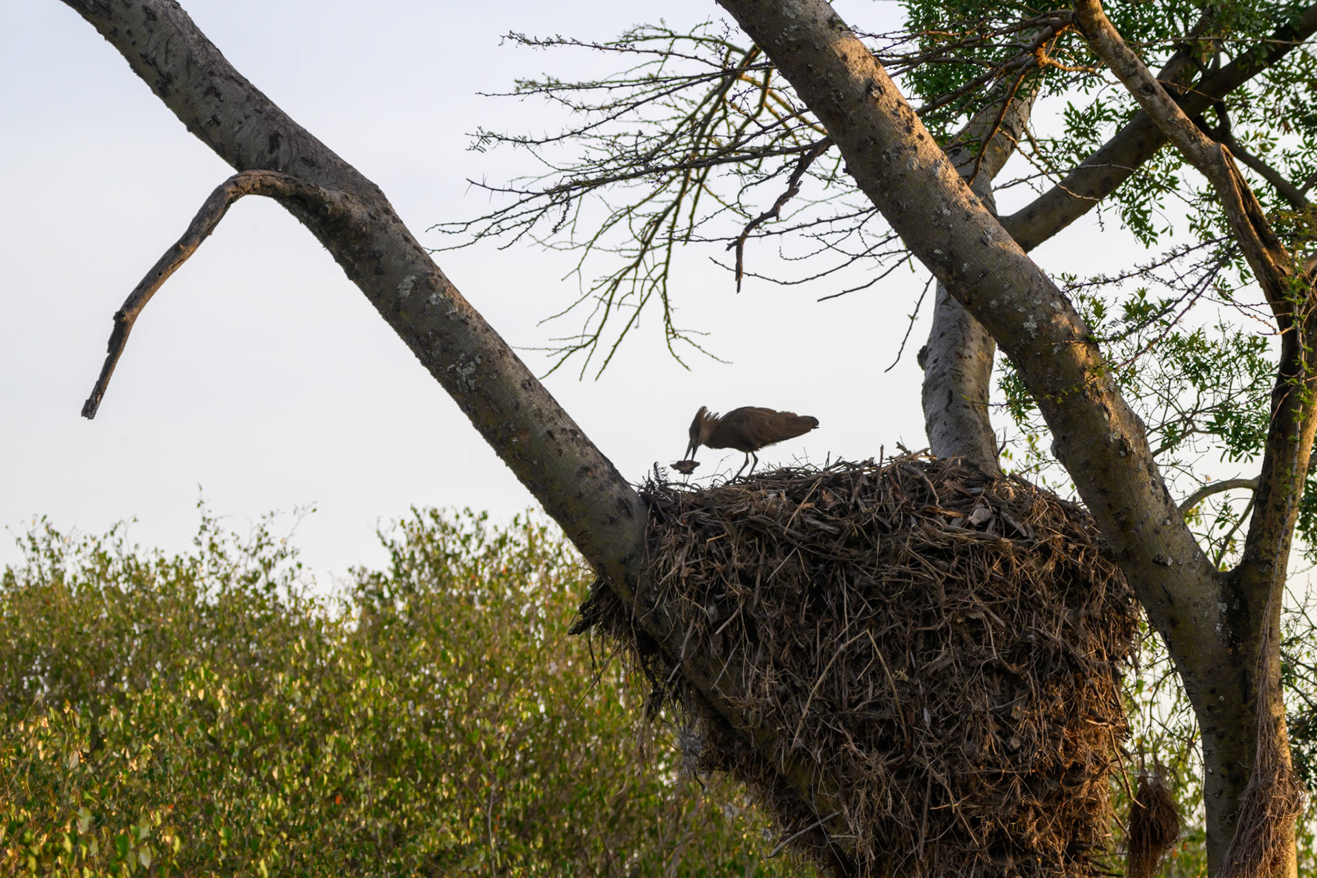 Hammerkop Nest