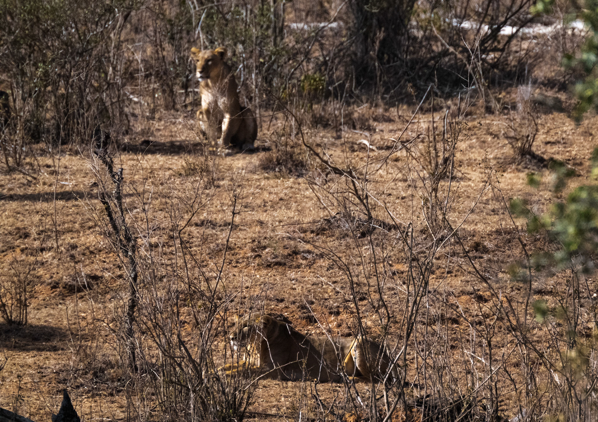 Lions, Buffalo, the hunt and kill