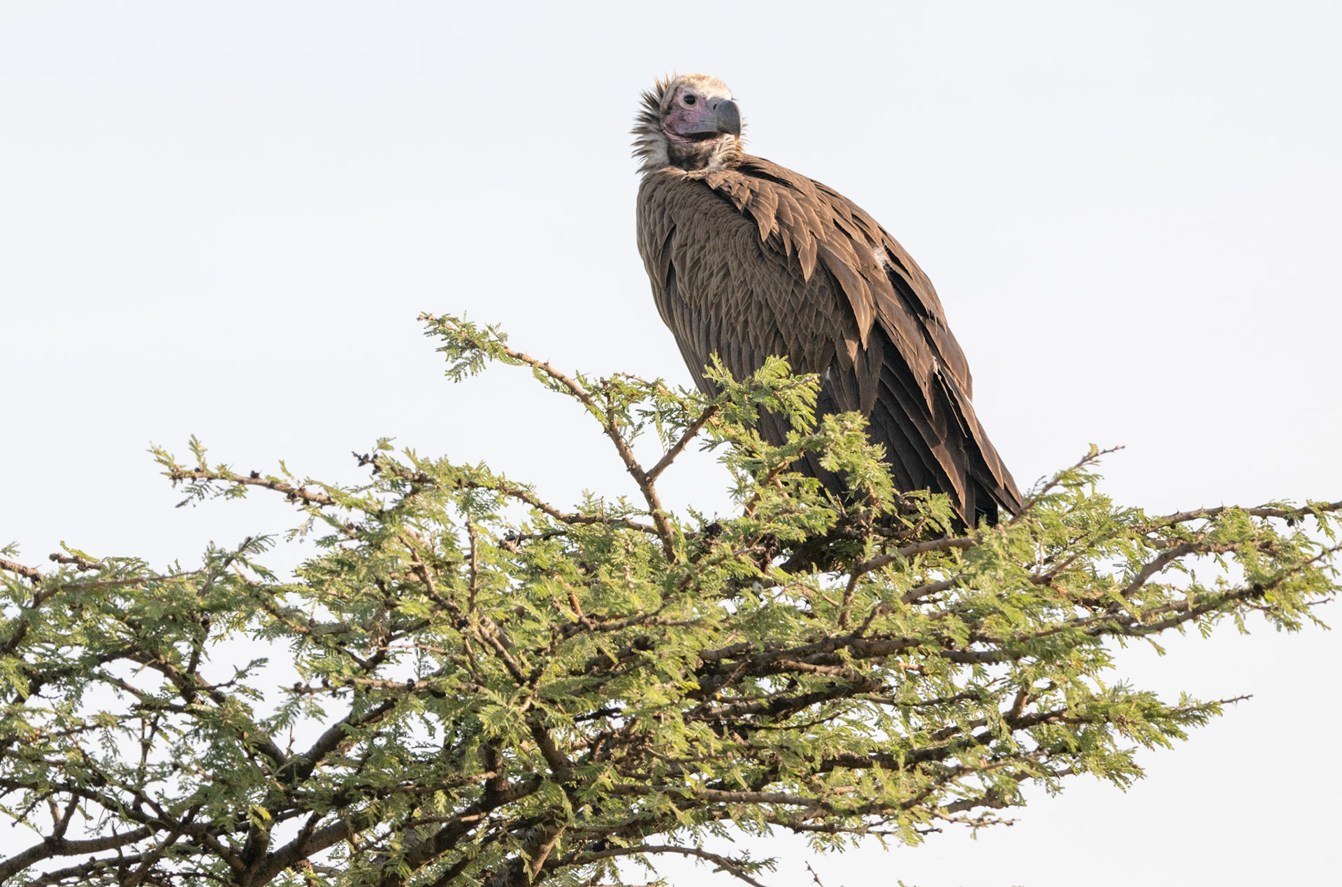 African white-backed Vulture