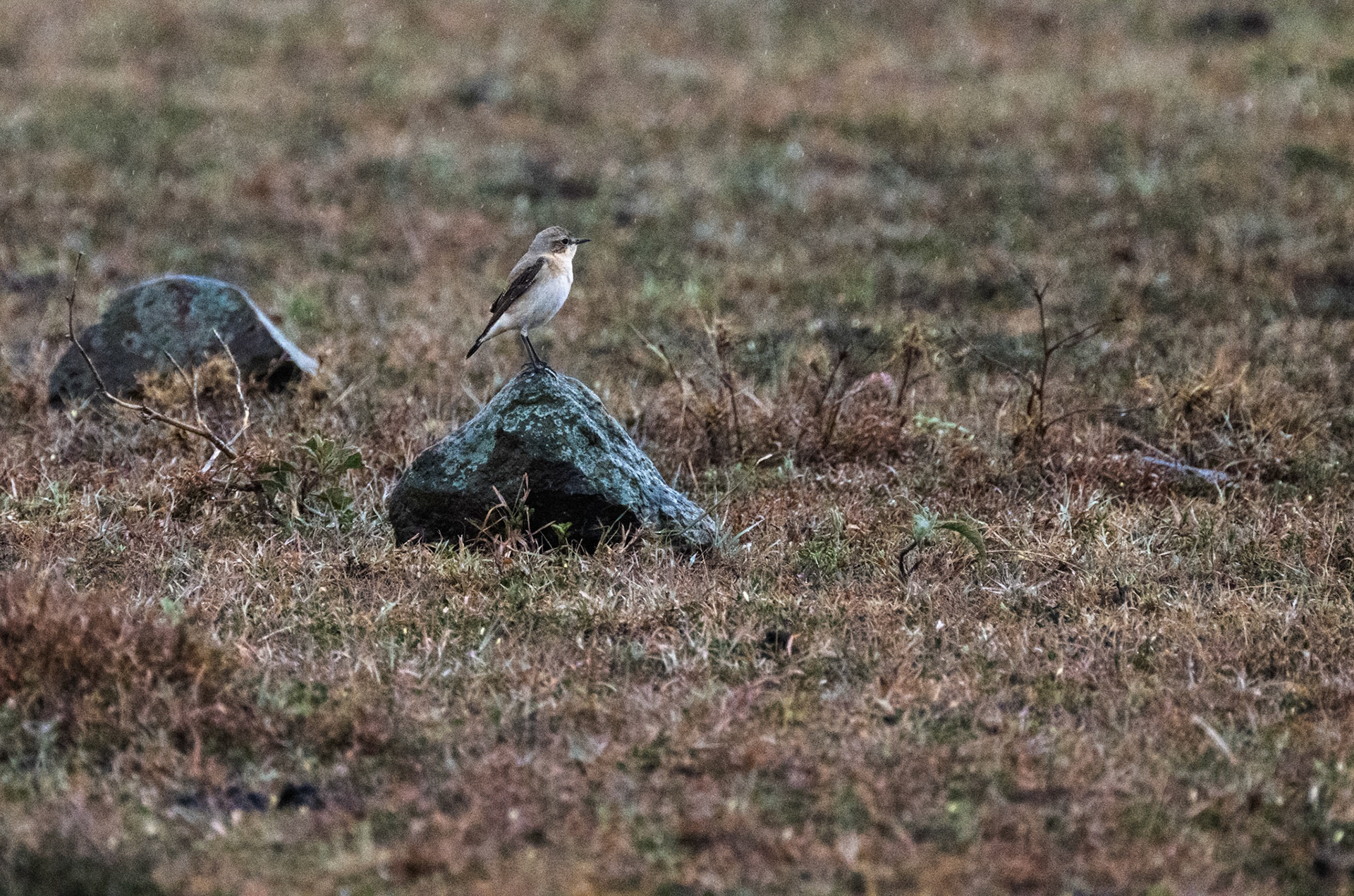 African Grey Flycatcher