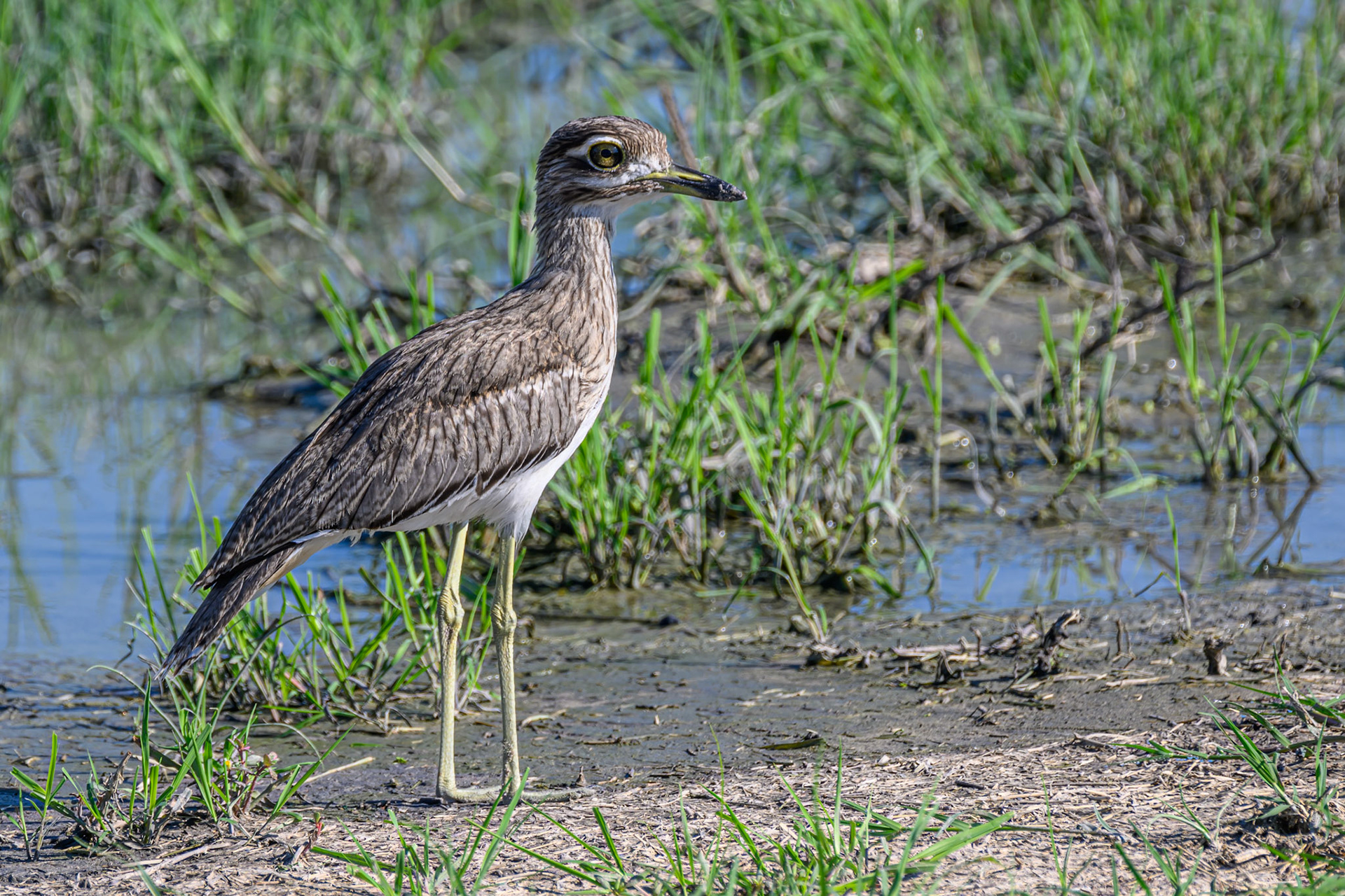 Water Thick-knee