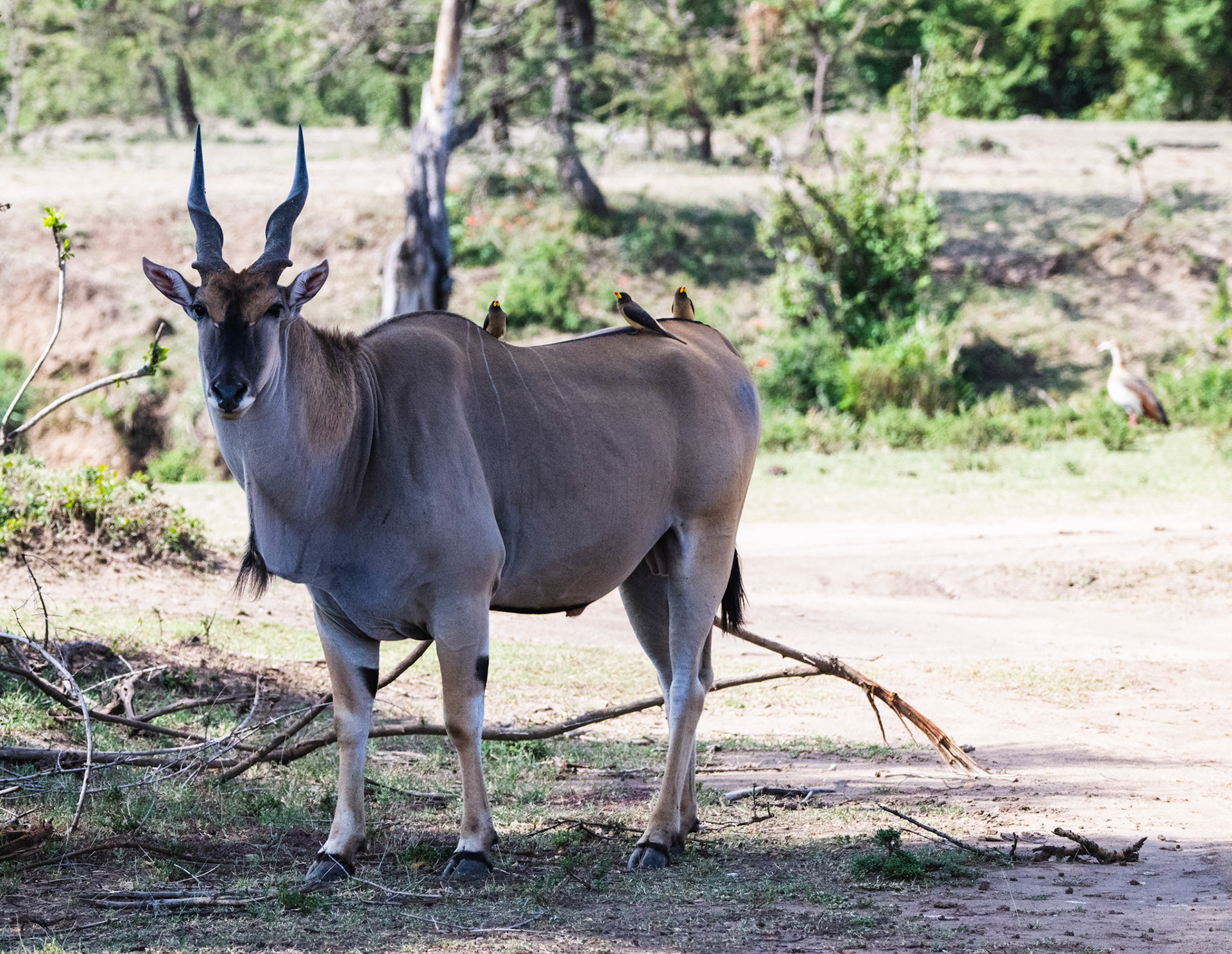 Eland