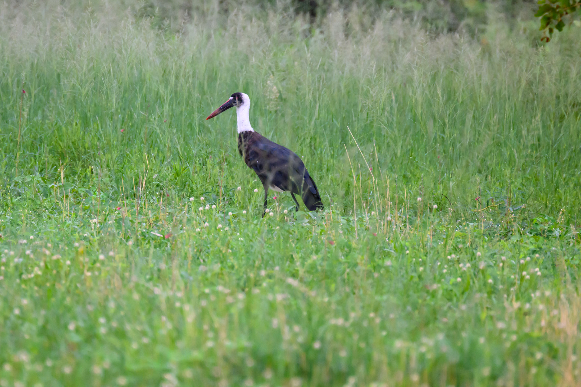 African Woolly-necked Stork