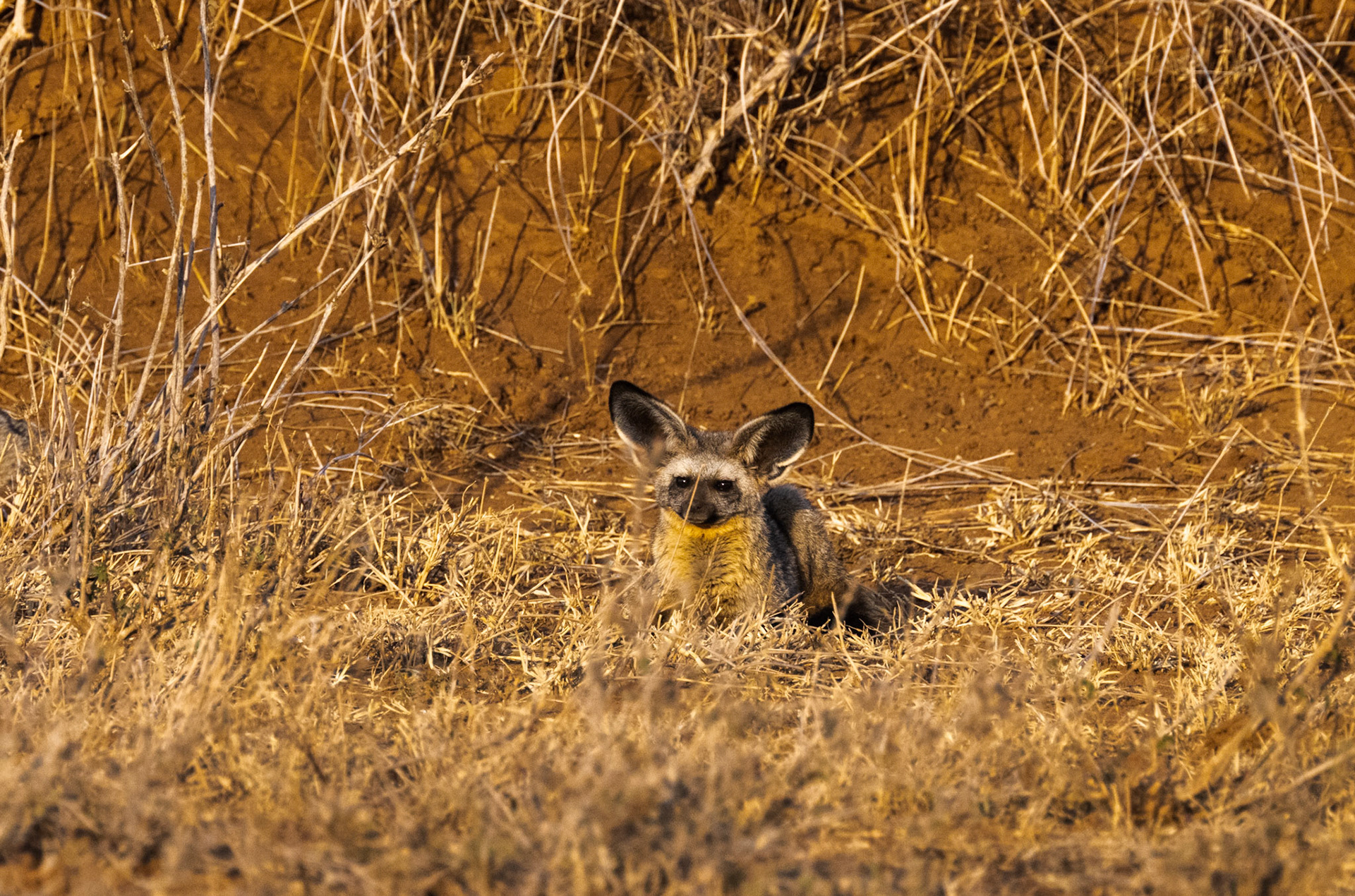 Bat-eared Fox