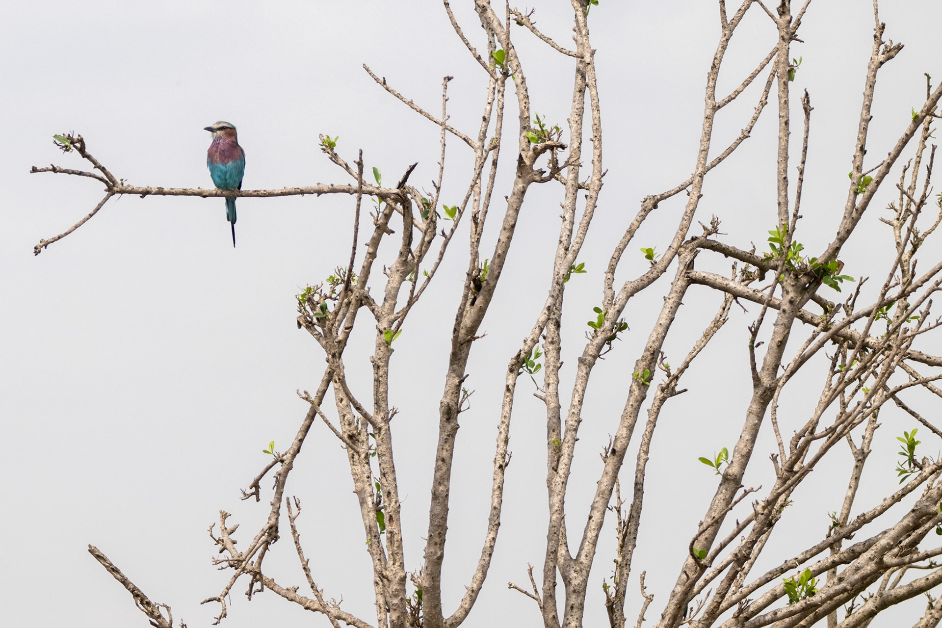 Lilac-breated Roller