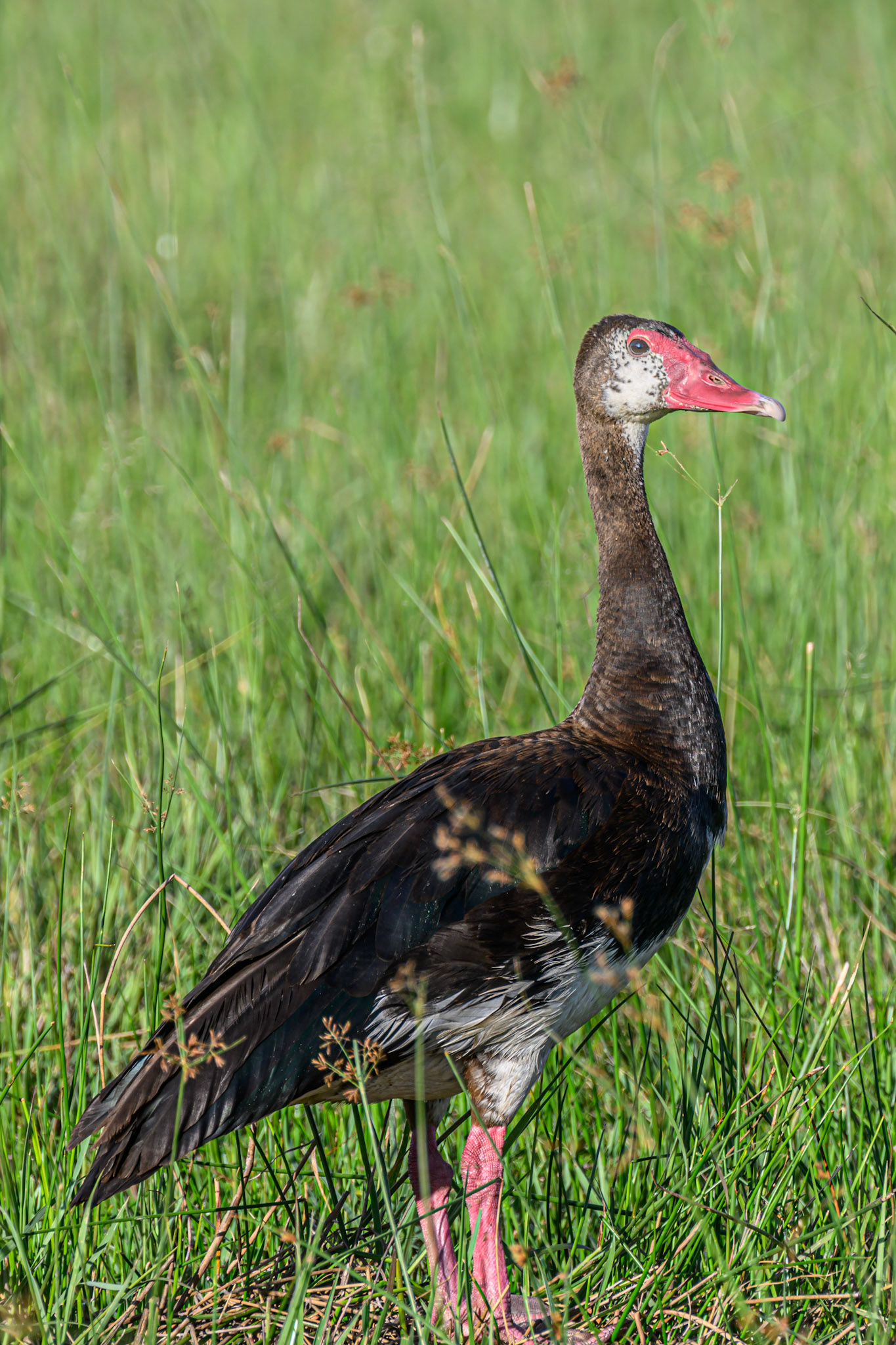 Spur-winged Goose