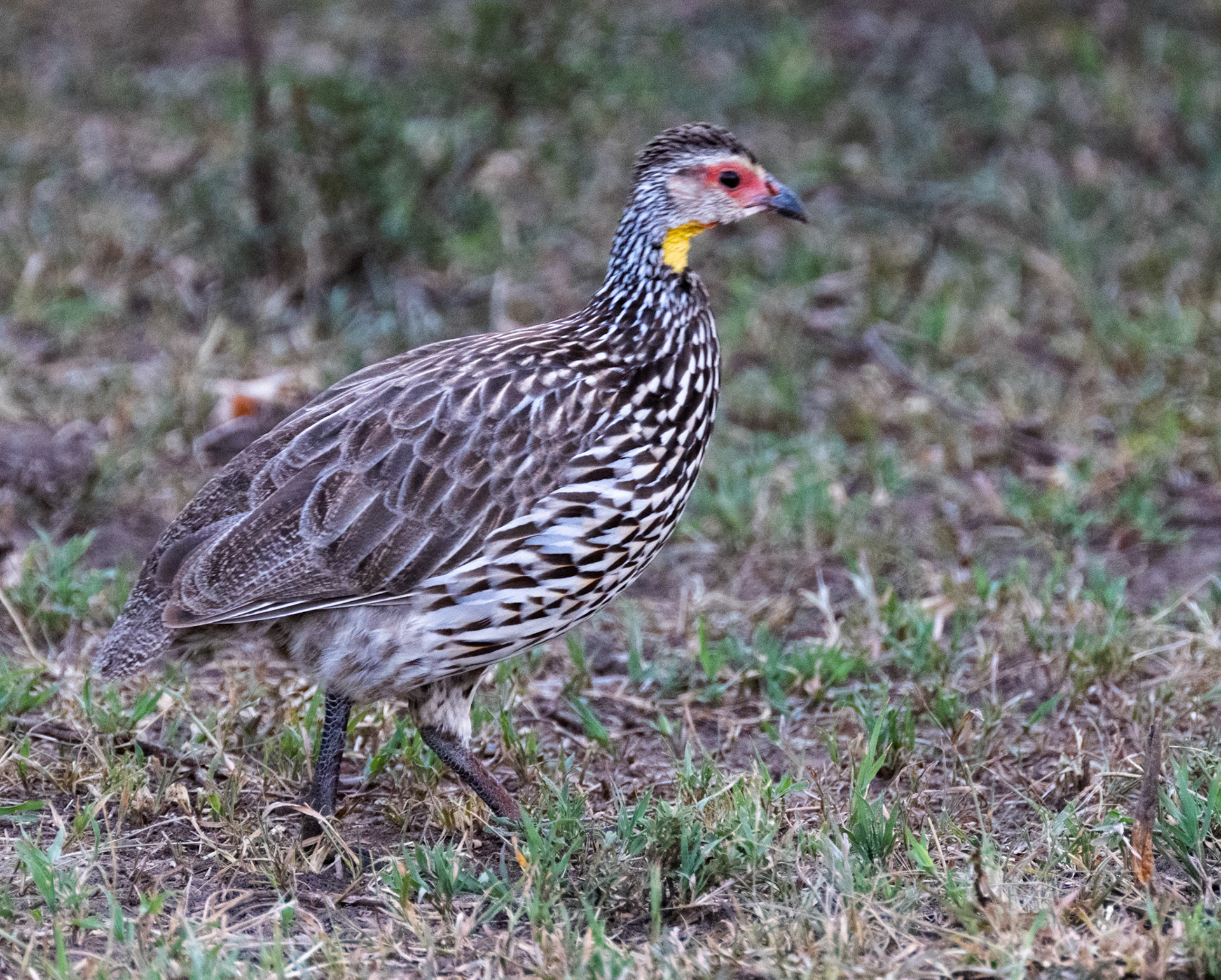 Yellow-necked Spurfowl