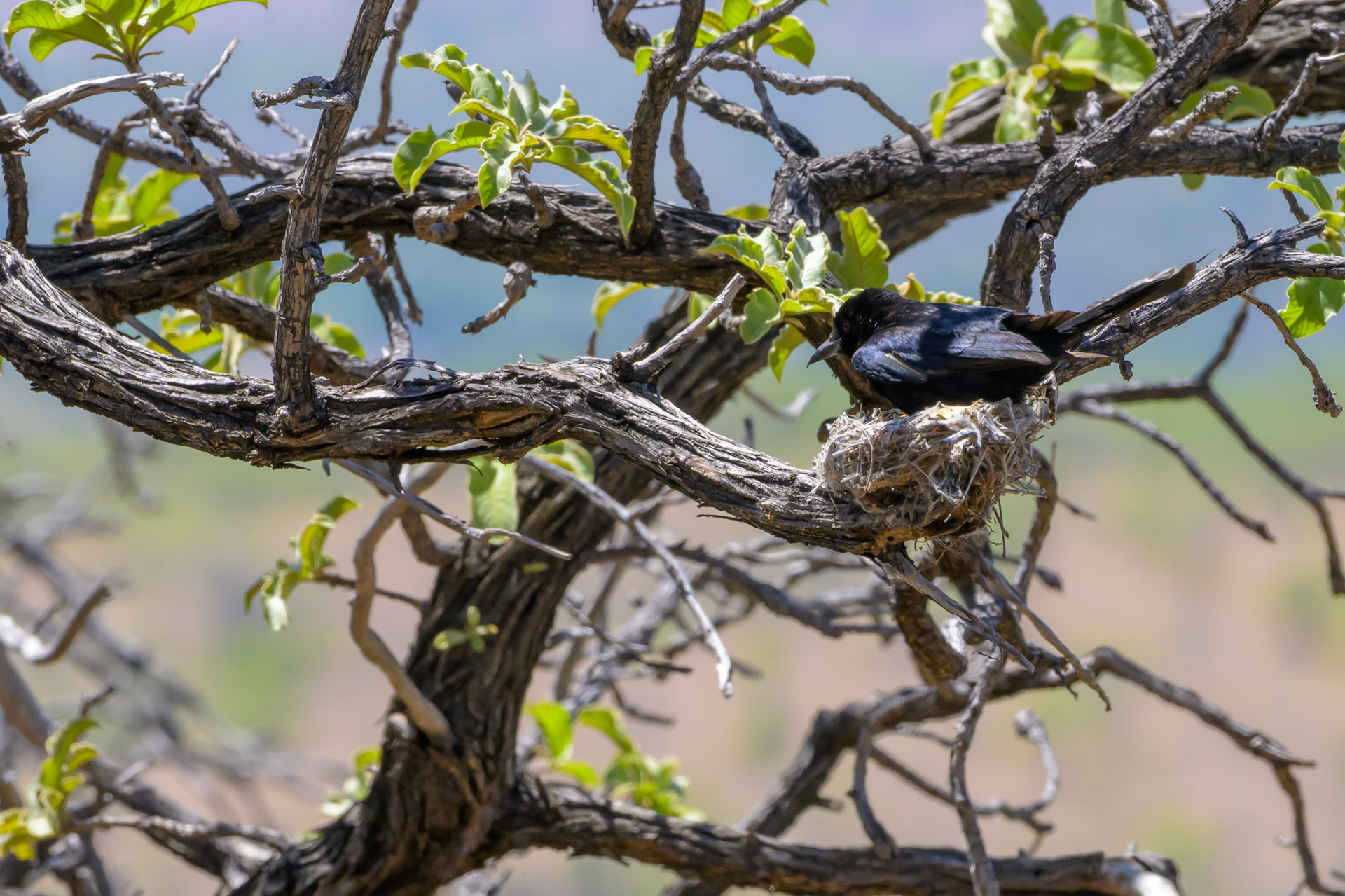 Fork-tailed Drongo