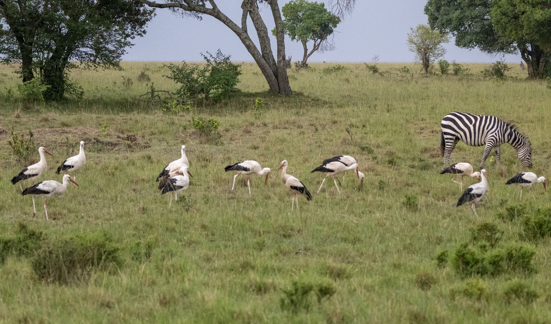 White Storks