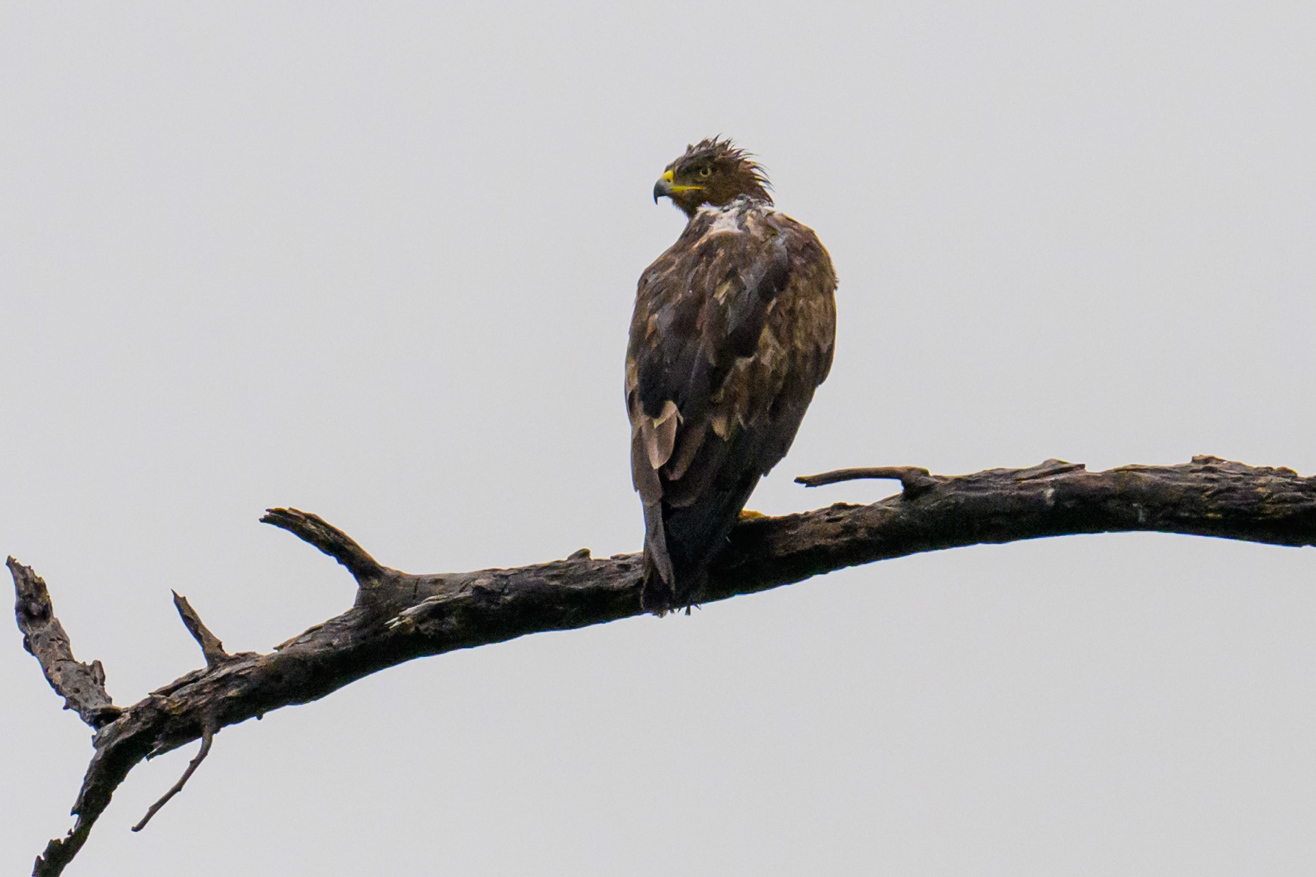 Western Banded Snake Eagle