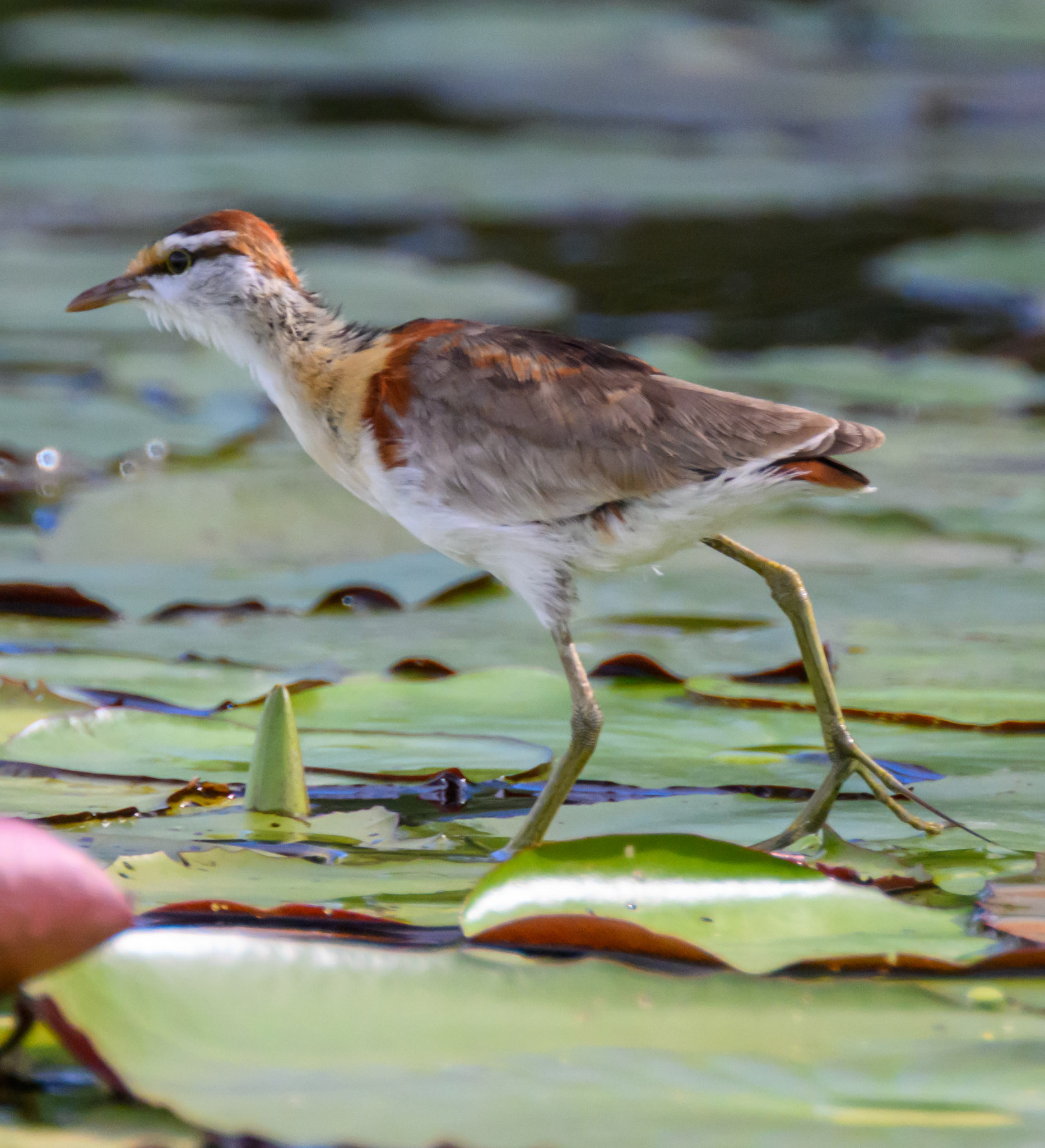 Lesser Jacana