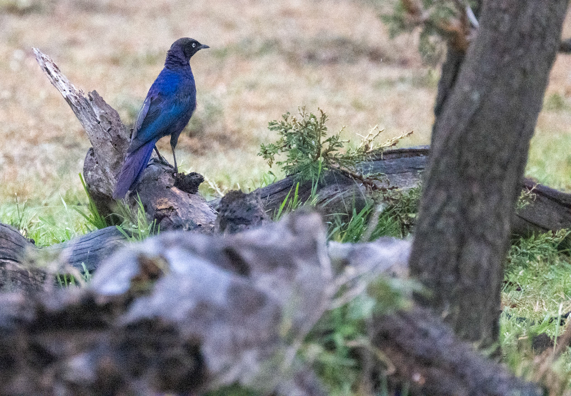 Ruppell's Long-tailed Starling