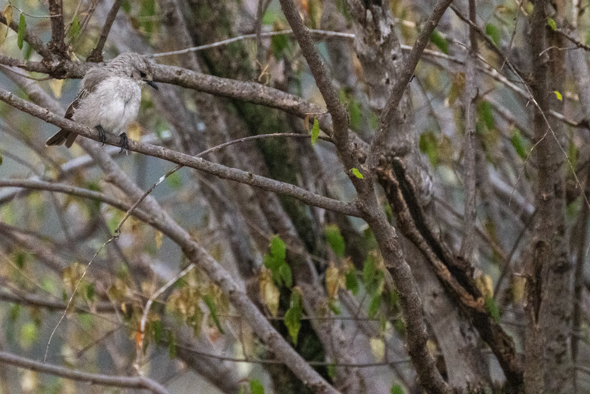 African Grey Flycatcher