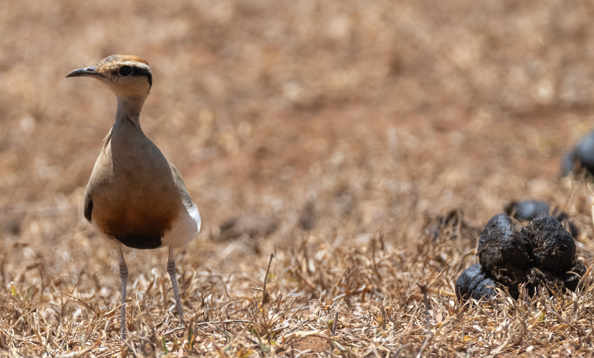 Northern Wheatear