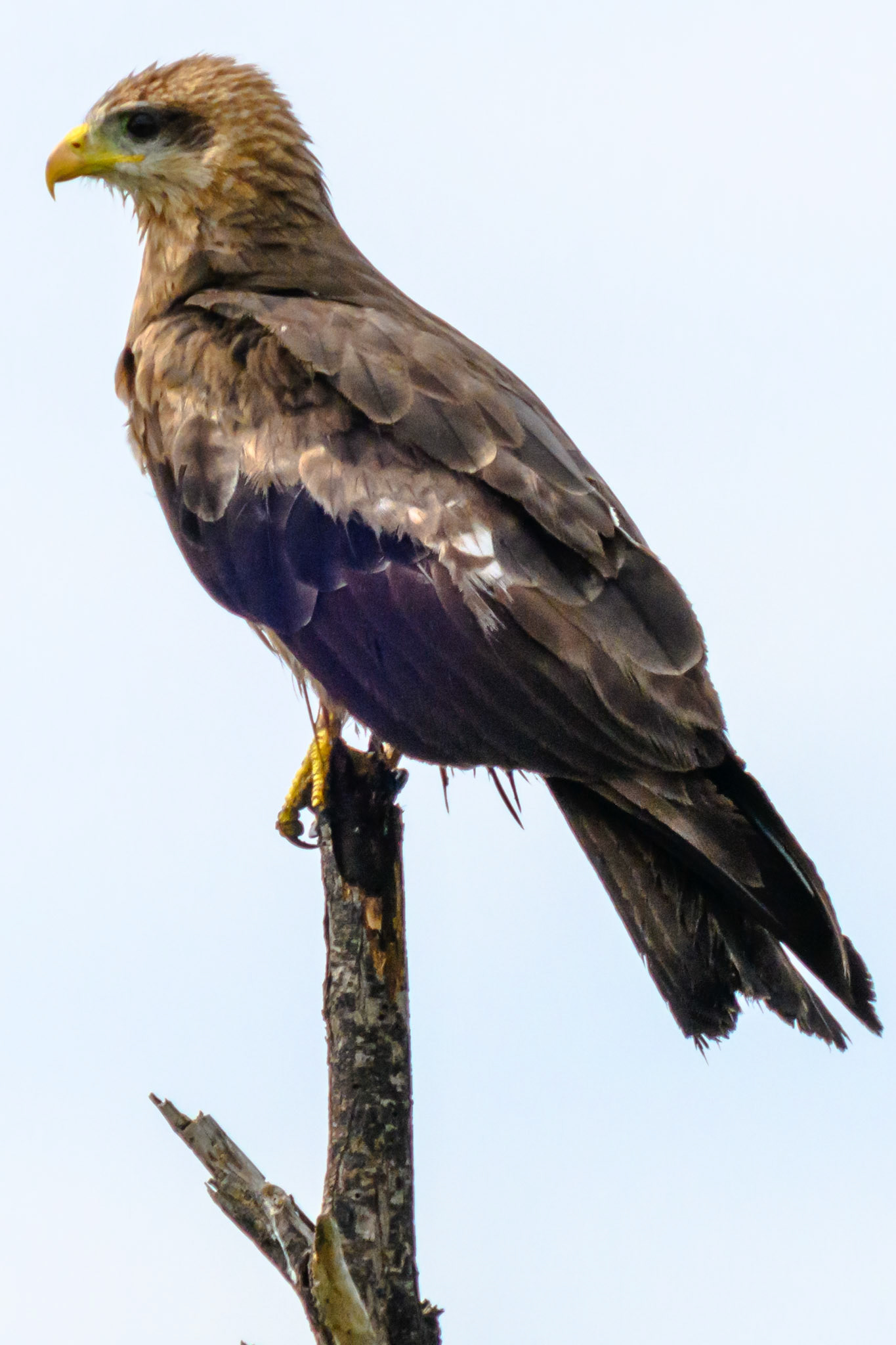 Yellow-billed Kite