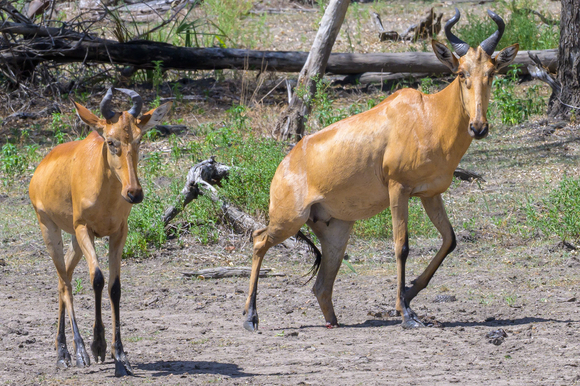 Hartebeest