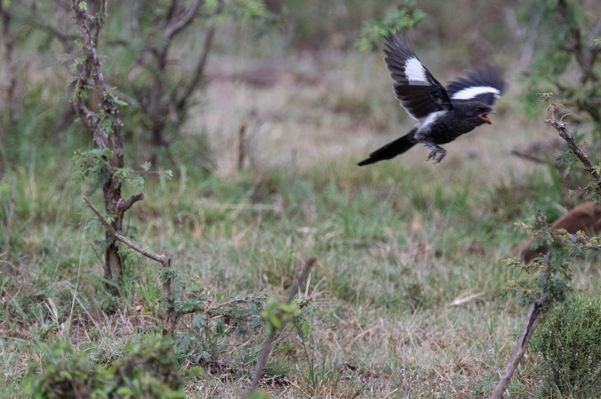 Magpie Shrike