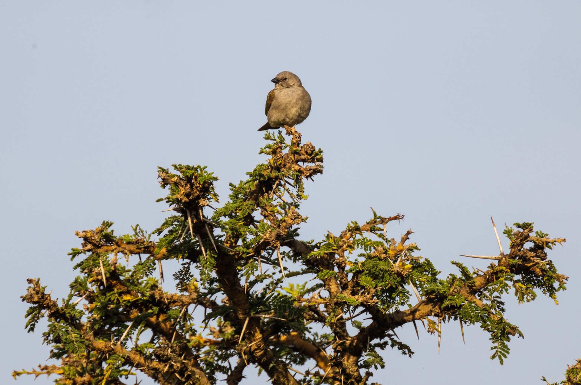 Grey-headed Weaver