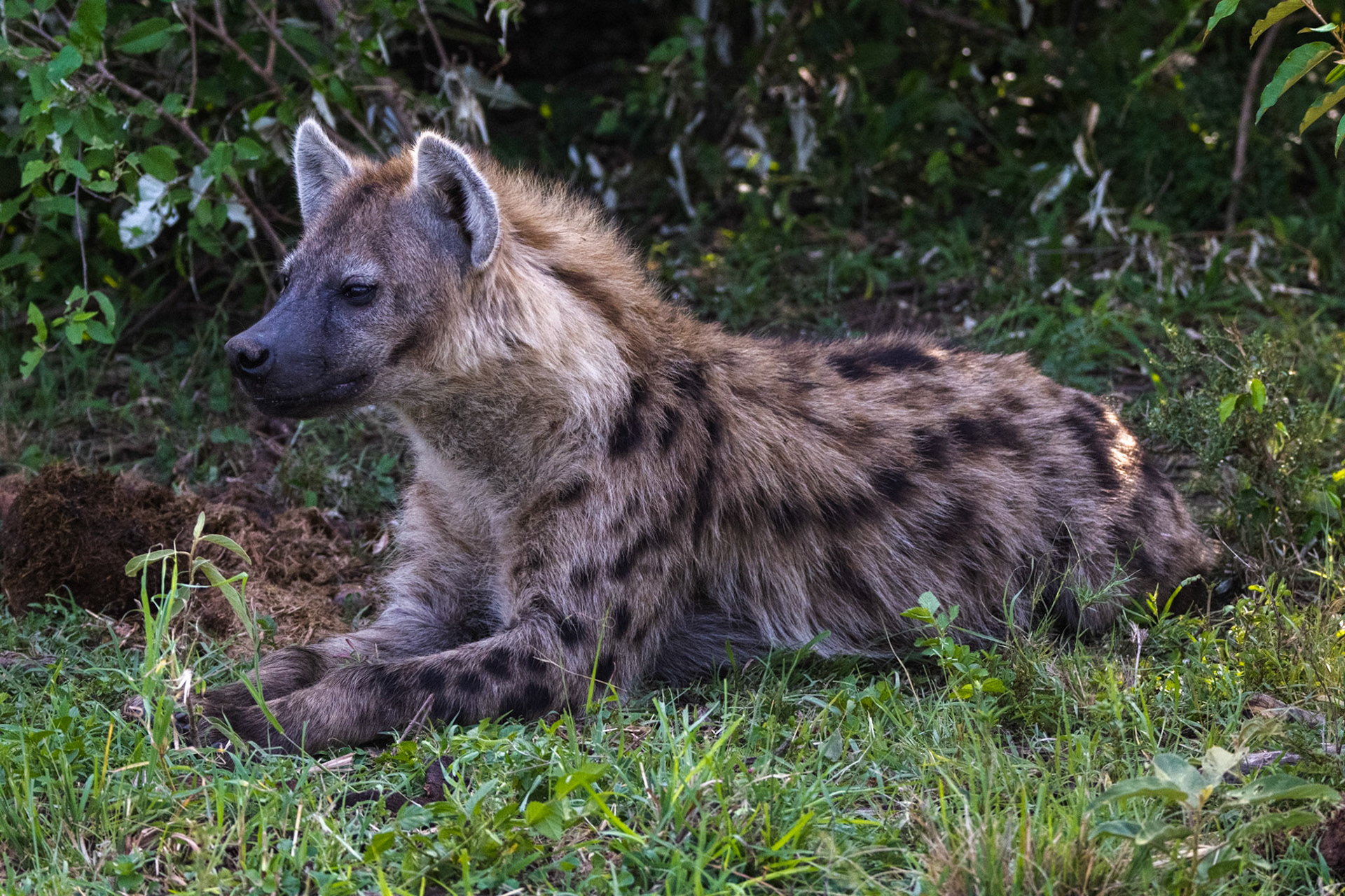 Hyena, Juvenile
