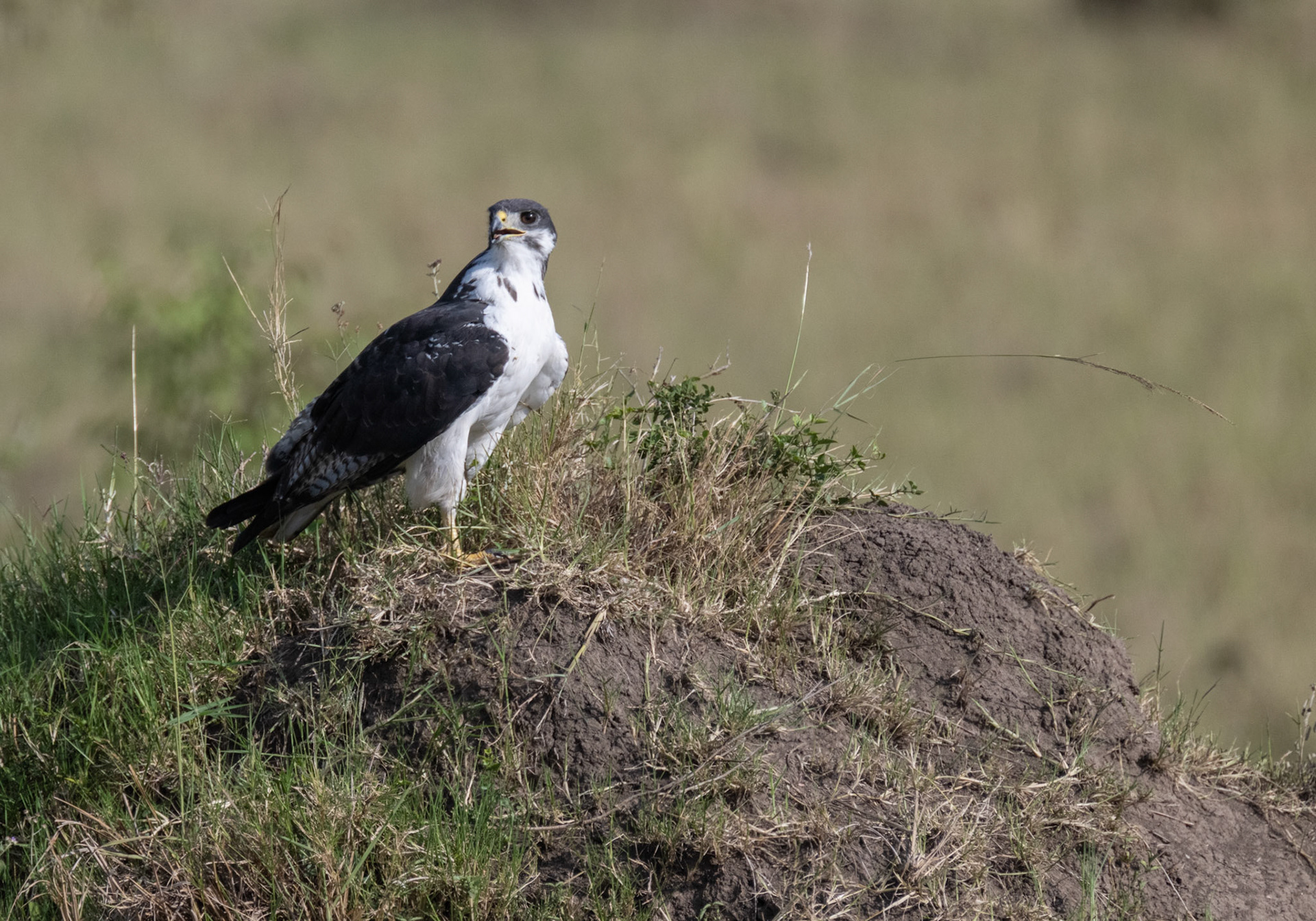 Augur Buzzard