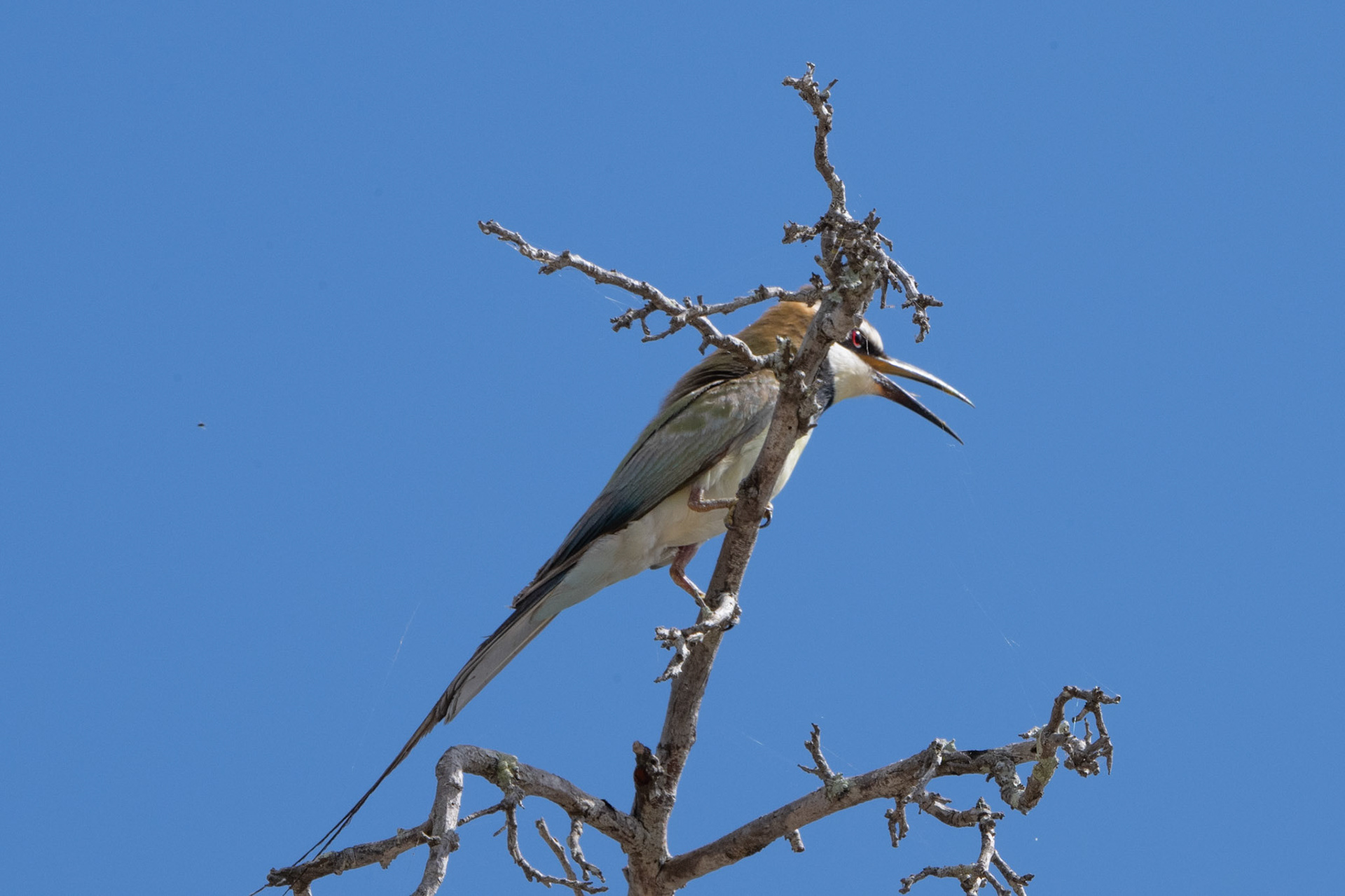 White-fronted Bee-eater